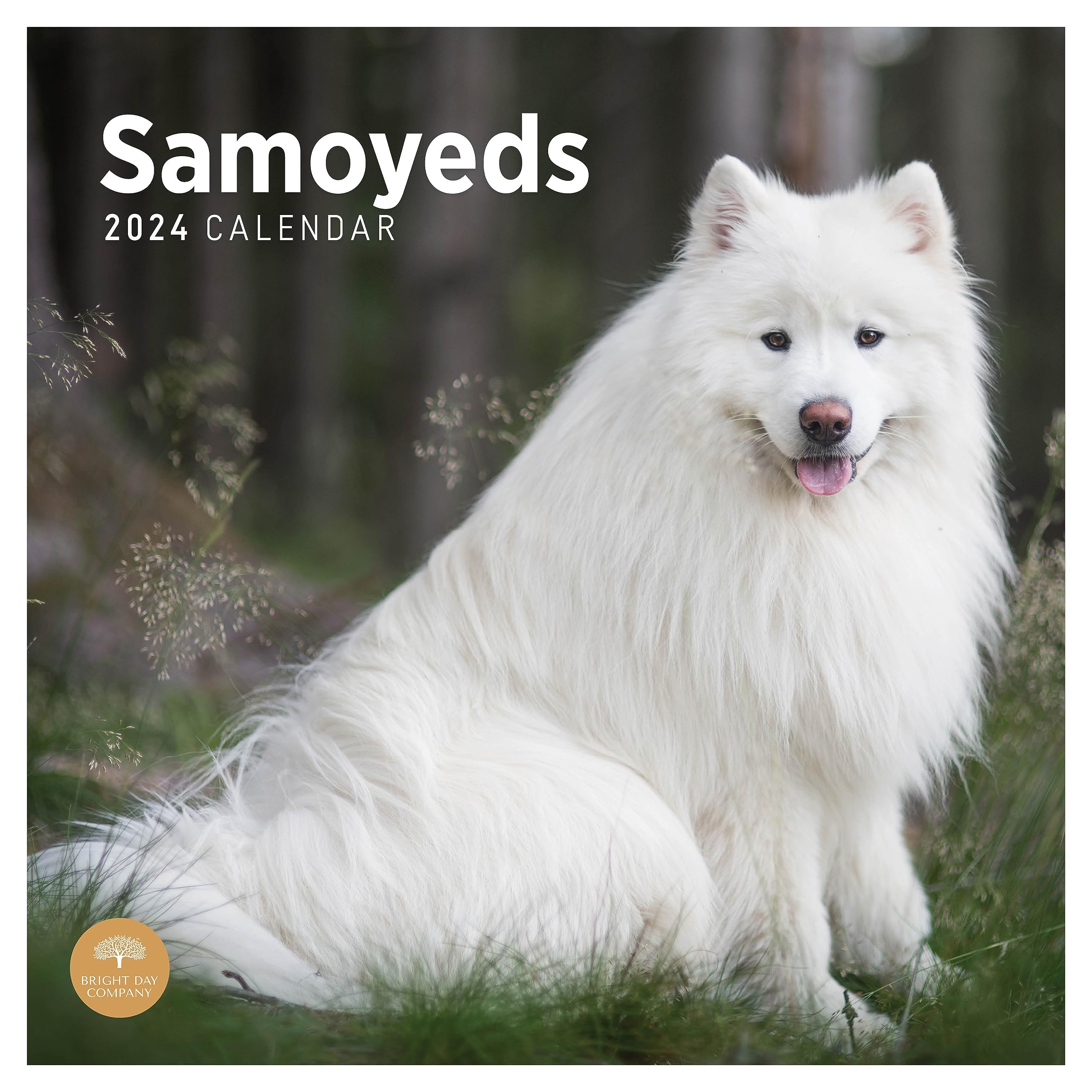 2024 Samoyeds Monthly Wall Calendar By Bright Day 12 X