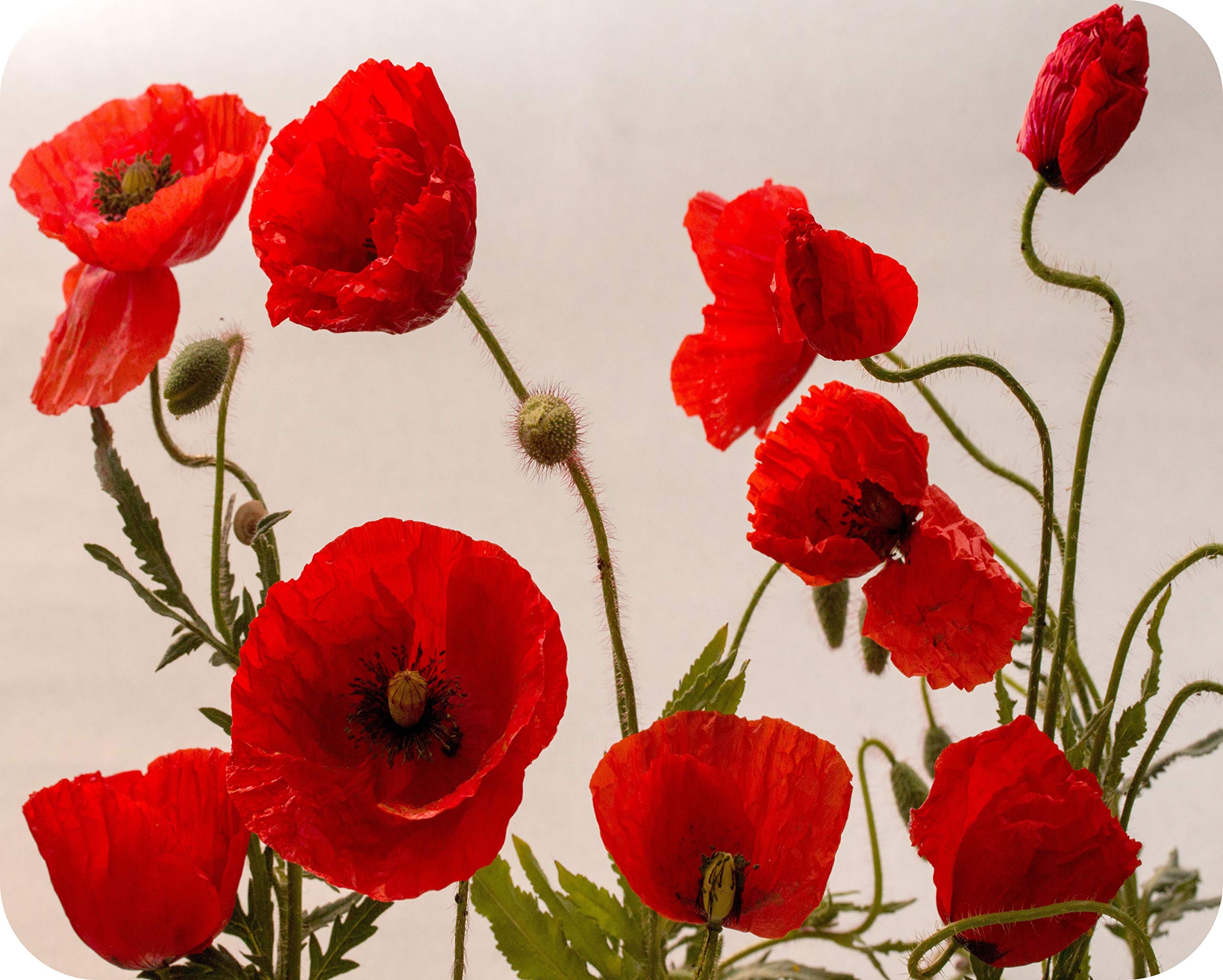 Poppies - Glass Worktop Saver/Protector - by Pearl Glass (Style 3, 50 x 40cm Large) — image 1
