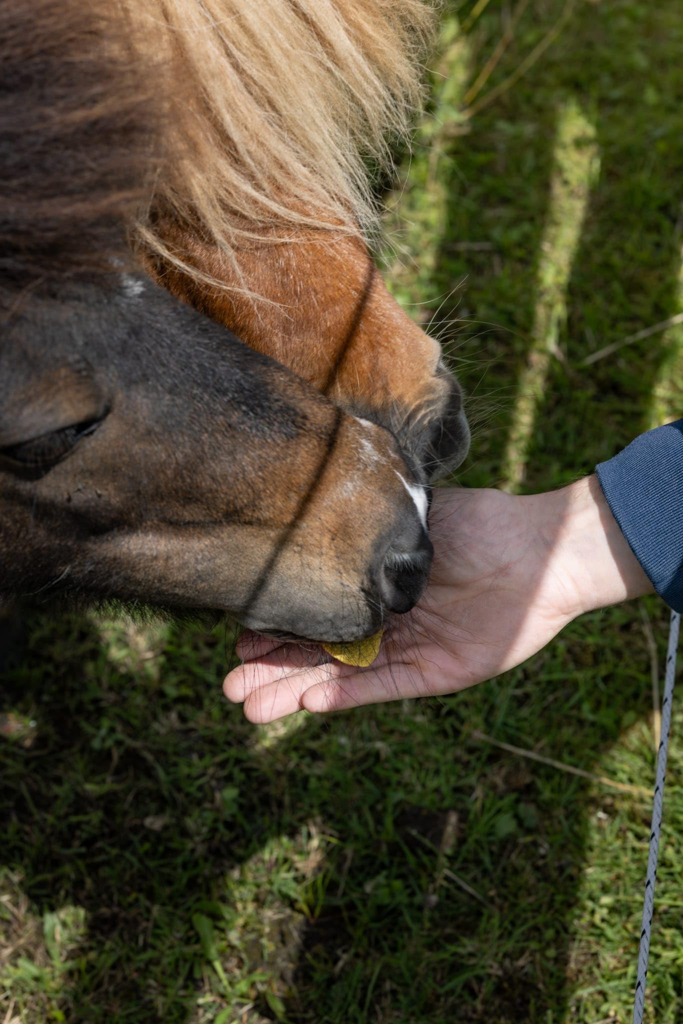 Boomy - Dulces de caballo - Dulces de recompensa sin azúcar para caballos - anillo de zanahoria - 1kg (Normal, Manzana)