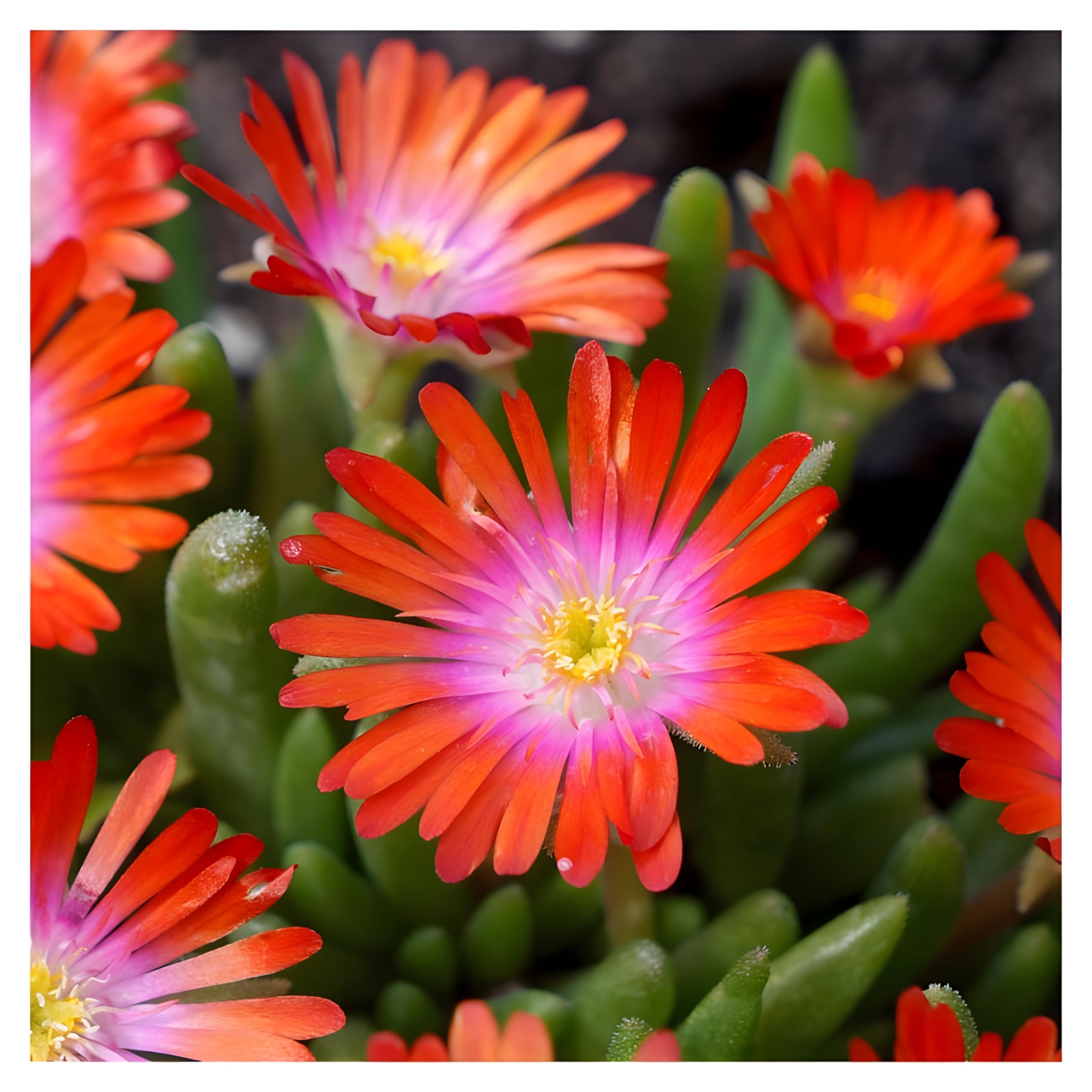 Stauden Gänge 10 x Delosperma cultorum 'Jewel of Desert Sunstone'
