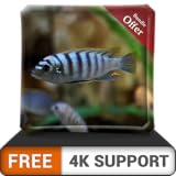 無料の白い魚の水族館HD-壁紙、クリスマス休暇の装飾、調停と平和のテーマとして、HDR 4K TV、8K TV、消防装置の美しい水族館で部屋を飾りましょう
