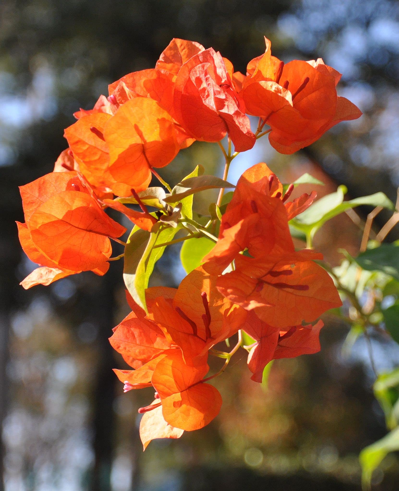 OpLeaves Bougainvillea Live Plant Stunning Bougainvillea for Garden, Balcony, Terace (Orange Bougainvillea) (B0CPVX4DYB) Amazon Price History, Amazon Price Tracker
