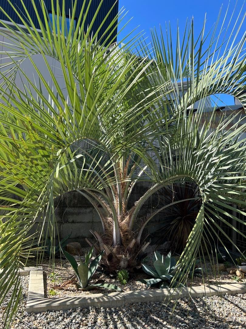 Z*様 ココスヤシシルバーリーフ【極太】葉先140cm幹回り65cm 幹高20c