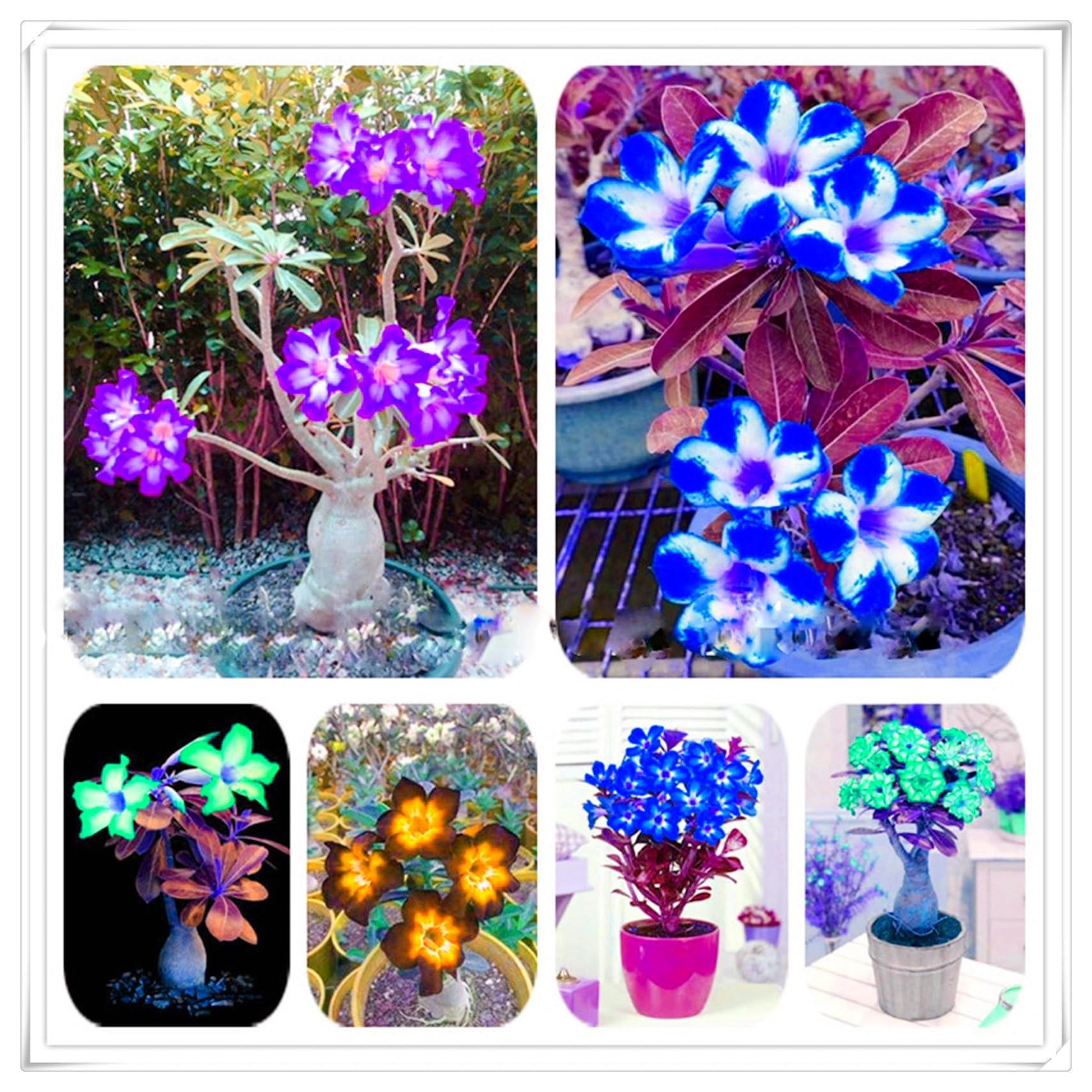 Flowering Rhizome,Excellent Display, Strong Desert Rose Roots,Desert Rose Bulbs,Easy to Plant, Wedding Flowers-4 Bulbs-E