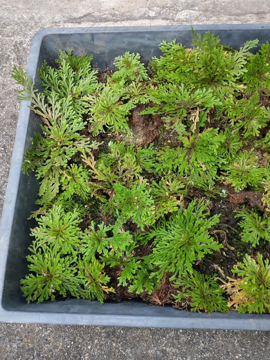 Amazon.co.jp: E 岩松 岩ヒバ イワヒバ 大量極小株 苔 天然 山野草 庭