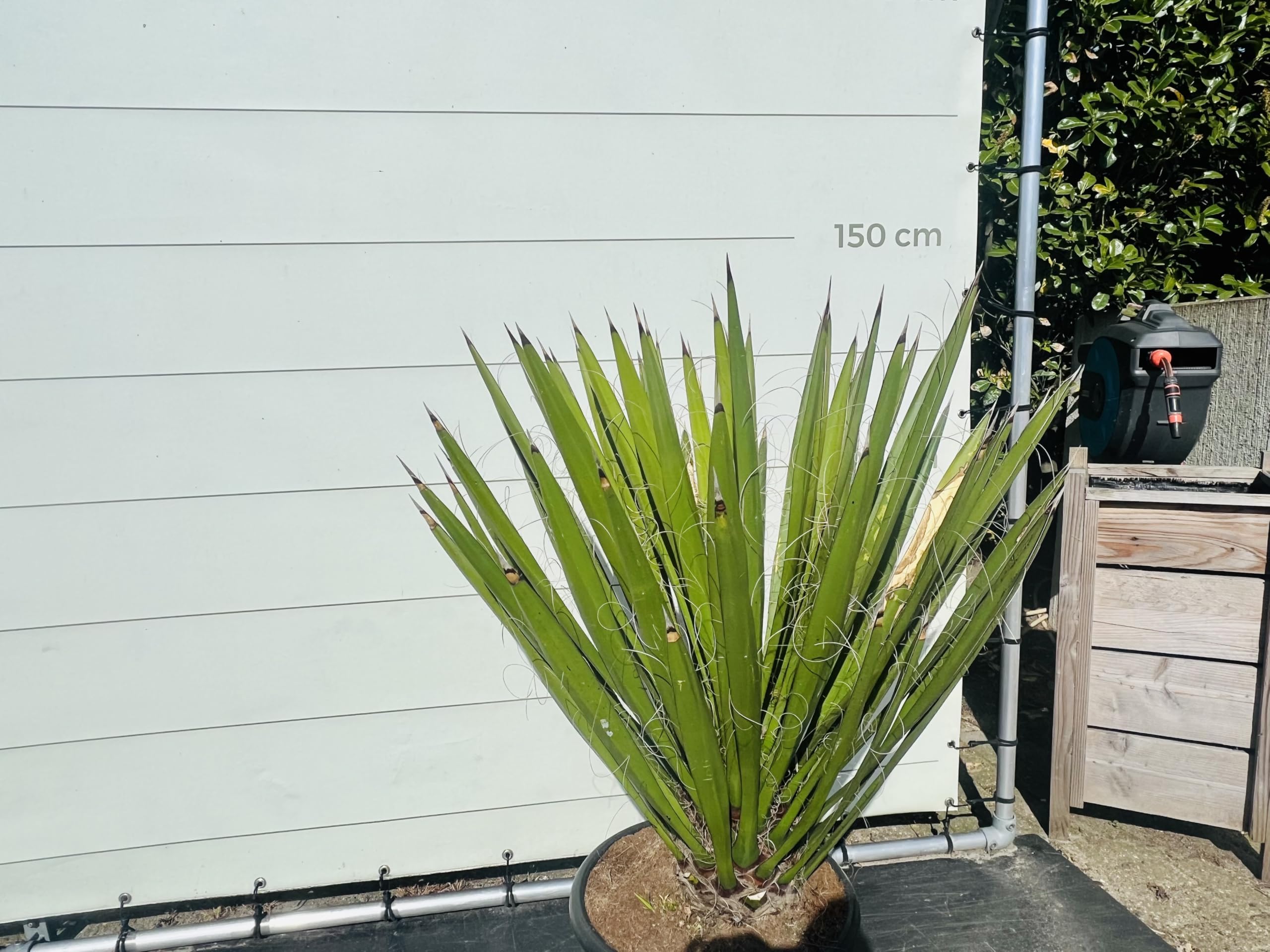 Tropictrees, Yucca Faxoniana Plante exotique du désert pour jardin et terrasse, résistante à l'hiver, facile d'entretien et décorative, parfaite pour les endroits secs, faxon yucca, 140 cm