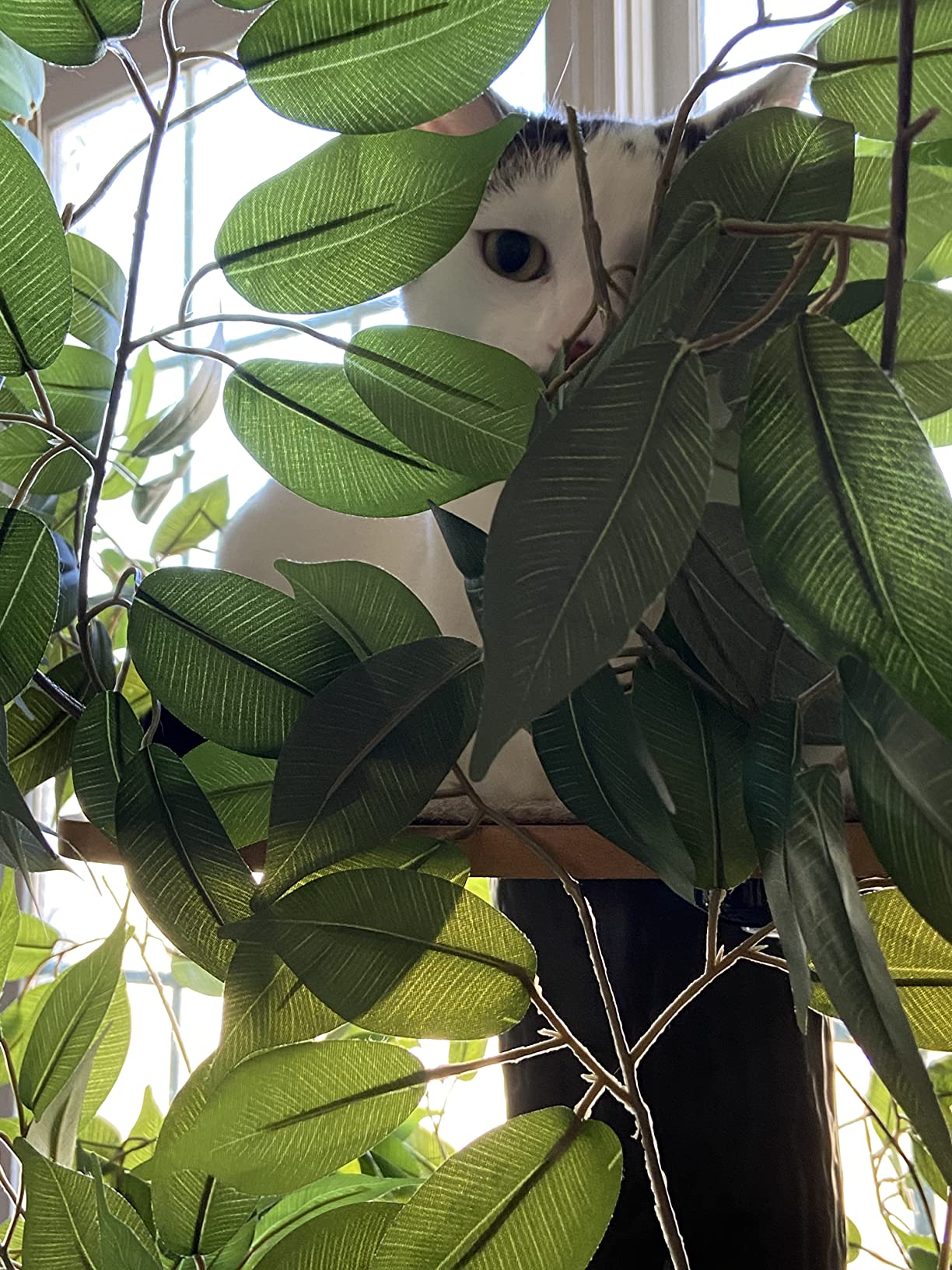 16/mo Finance On2Pets Cat Condo Furniture (Square Base, Large) Buy