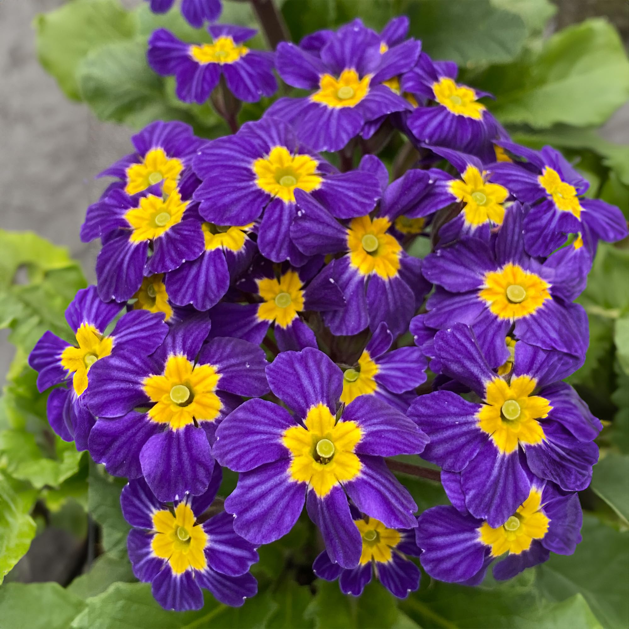 Primula Oakleaf Blue - Hardy Perennial Plant for Gardens and Borders - Unique Oakleaf Foliage with Vibrant Blue Flowers - Perfect for Rock Gardens in Pot (3 Litre Pot, 20-30cm)