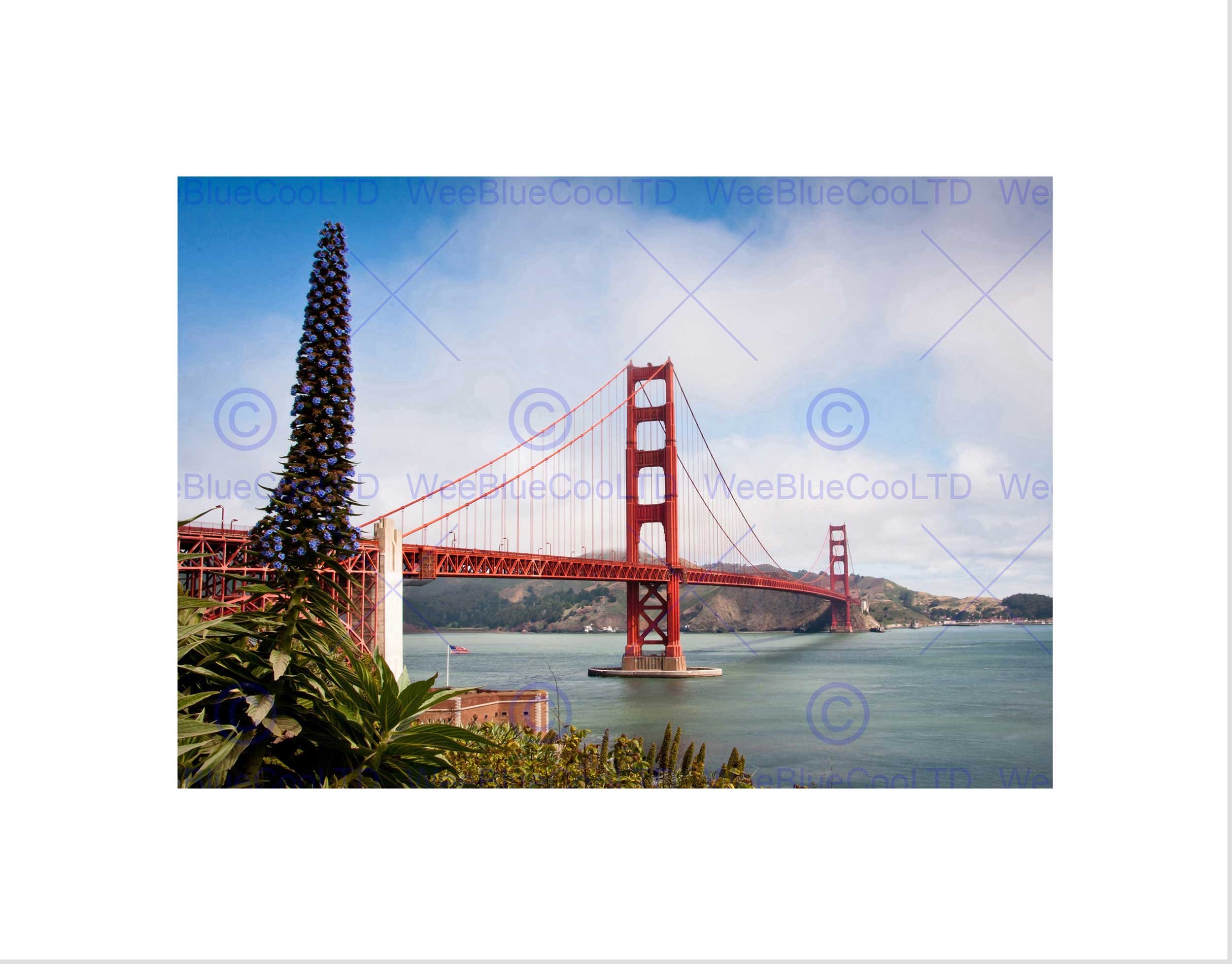 Wee Blue Coo Golden Gate Bridge San Fransisco USA Picture Wall Art Print