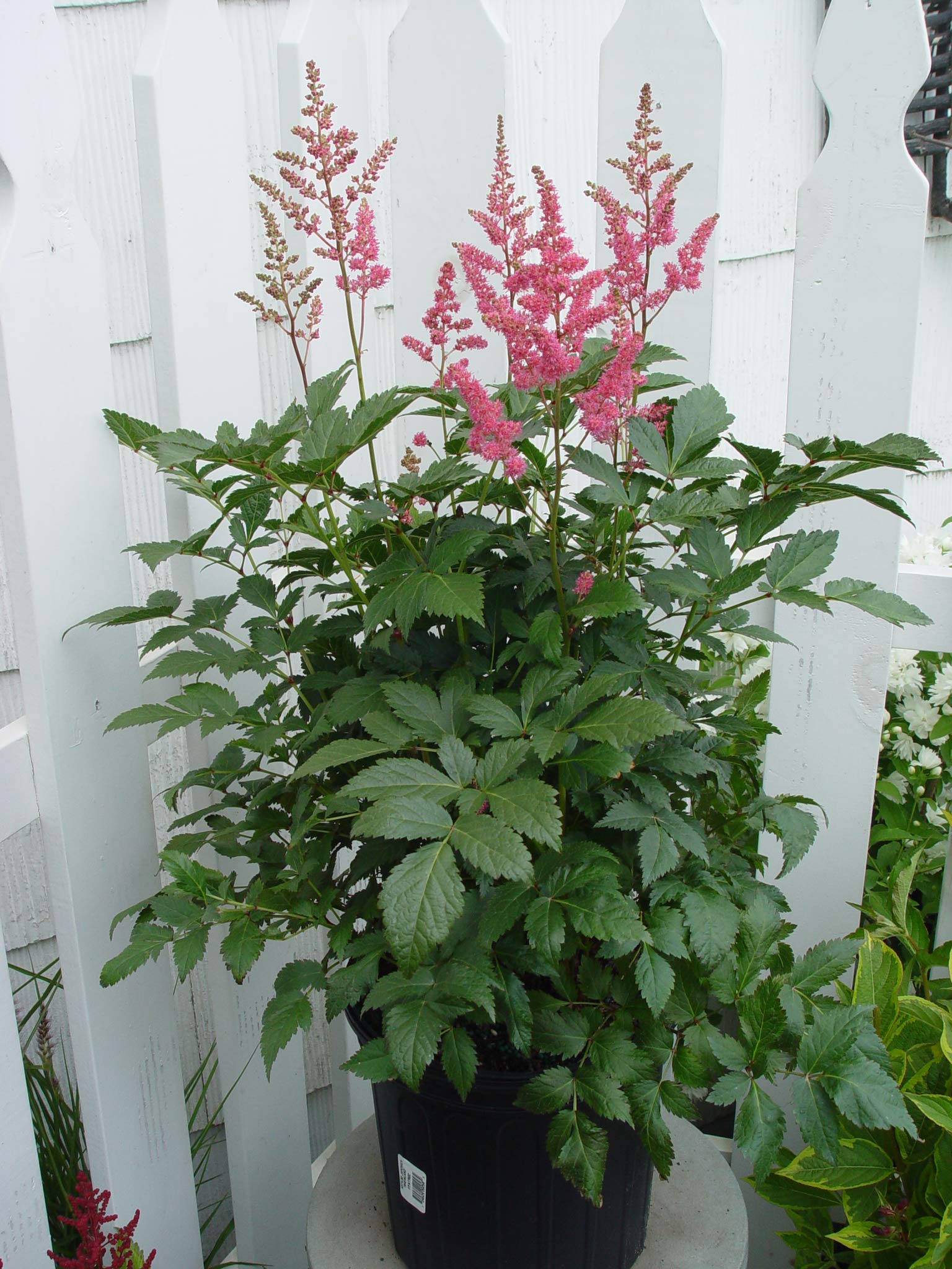 Astilbe Japonica 'Rheinland' (False Spirea) Perennial, Bubblegum