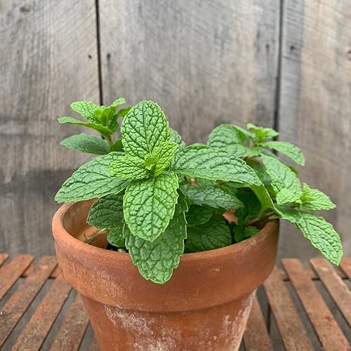 Vista 4 de CHUXAY GARDEN Semilla de menta Mojito, Mentha Villosa, 10 semillas de menta, sabores únicos, plantas condimentadoras altamente fragantes, excelente