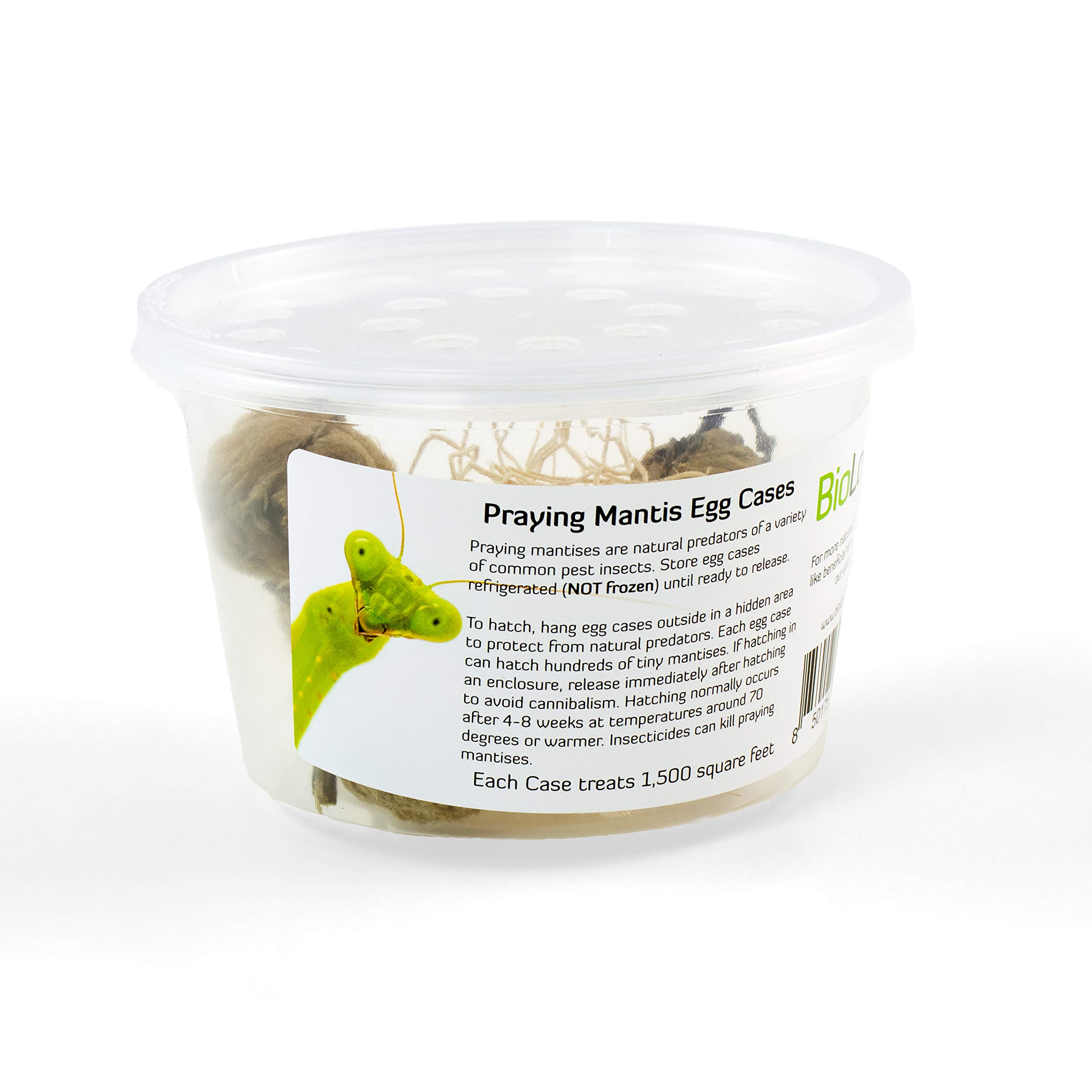 BioLogic Praying Mantis Egg Cases PM-2