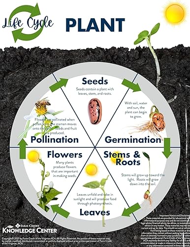 Miniatura 5 de Purple Wisteria Seeds - Vid en flor muy apreciada, Wisteria sinensis - Semillas frescas (10 semillas)