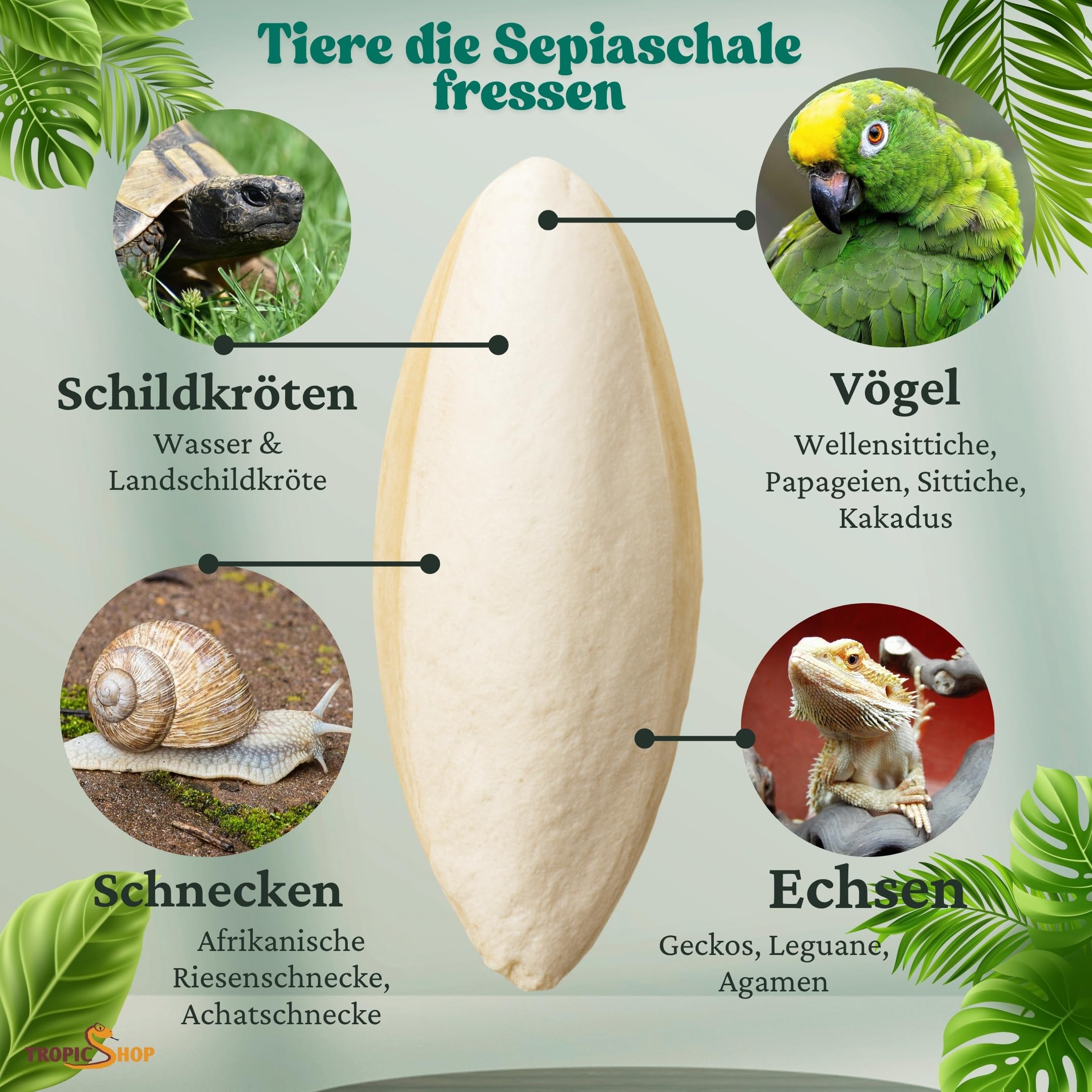 Tropic Shop, 1 kg 12-25 cm, duże miseczki sepia, 100% czysta jakość, optymalne wsparcie zdrowia, zaopatrzenie w wapń, pielęgnacja i budowa premium, odpowiednie dla gadów i ptaków