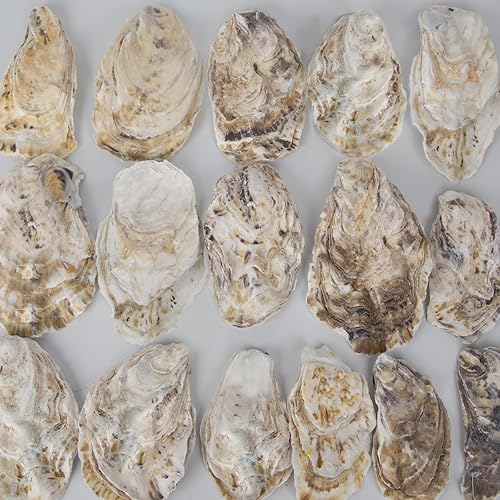 Miniatura 8 de QEQEKAKA 25 conchas planas de ostras de 3 a 5 pulgadas, medianas a grandes, naturales, en forma de disco, conchas marinas para relleno de jarrón en