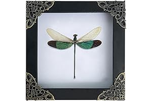 Dragonfly Picture Frame: A Touch of Nature's Wonder in Your Home