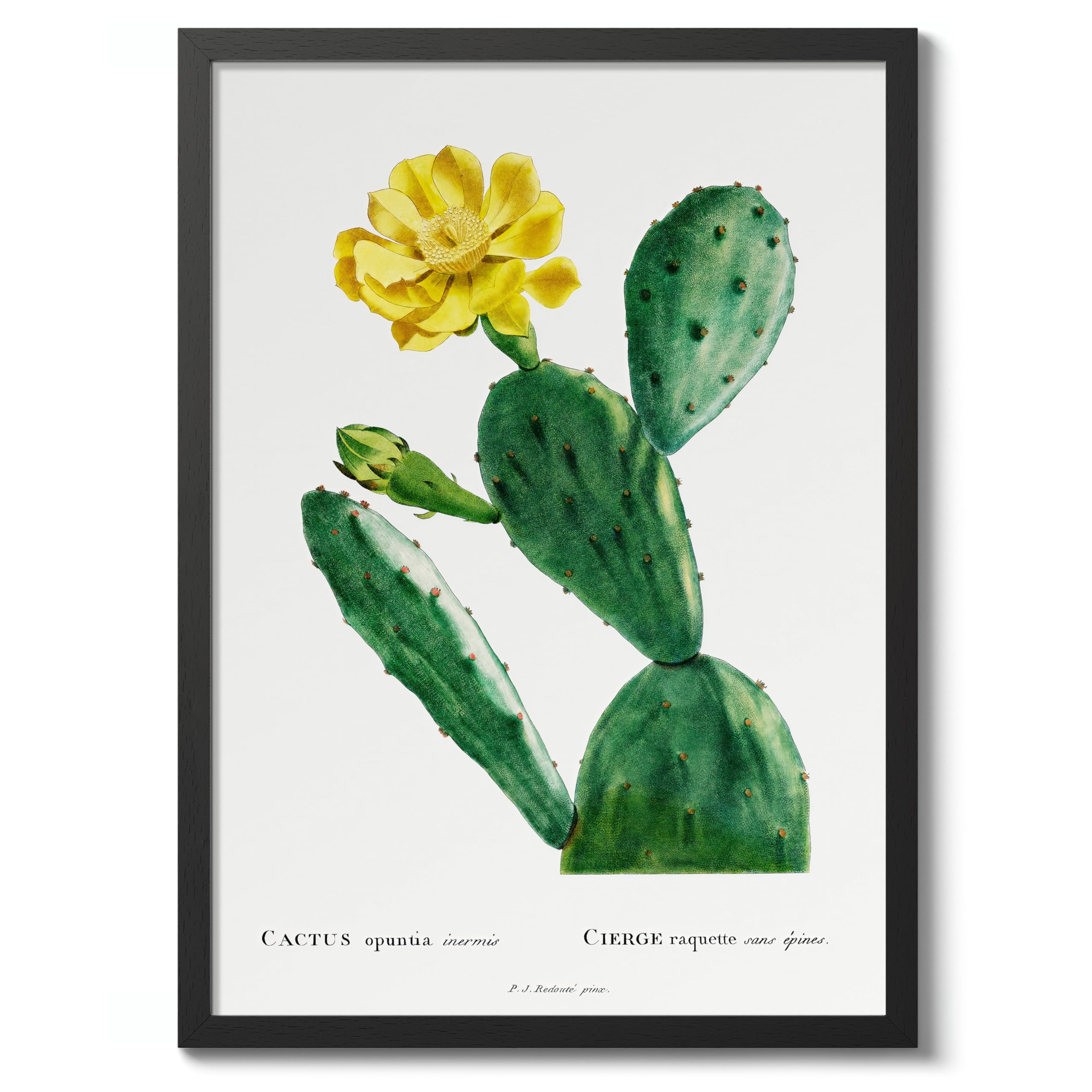Cactus Opuntia Inermis Pierre Joseph Redoute Poster, Vintage Botanical Prints, Encyclopedia Retro Illustration Wall Art Plants Pictures, Bedroom Home Decor, 50x70cm (Black Frame) - 53x73cm โ image 1