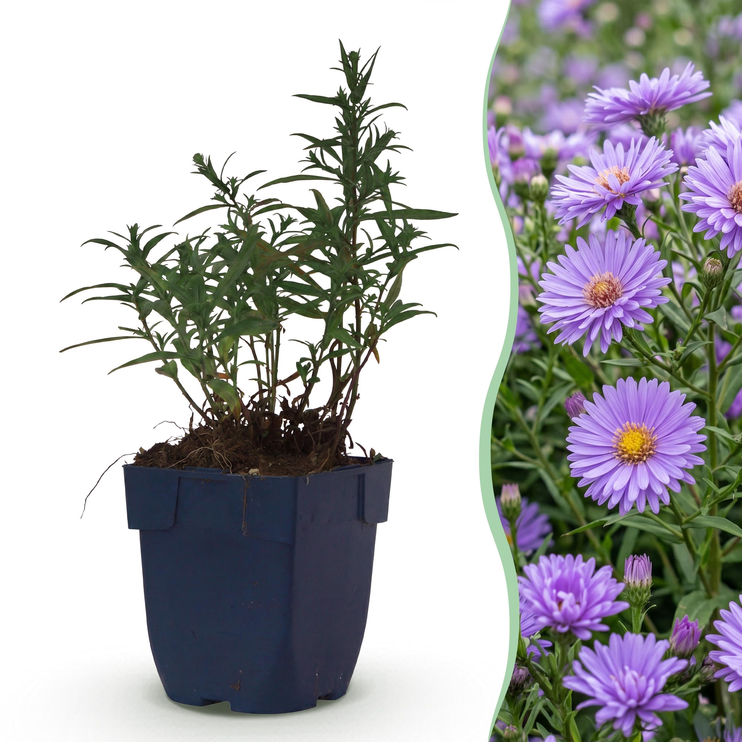 Aster (D) Mittelmeer – Meeresaster – Bienen- und Schmetterlingsmagnet – Violett – 3 Pflanzen - 15-25cm - Ø11cm - Gartenpflanze