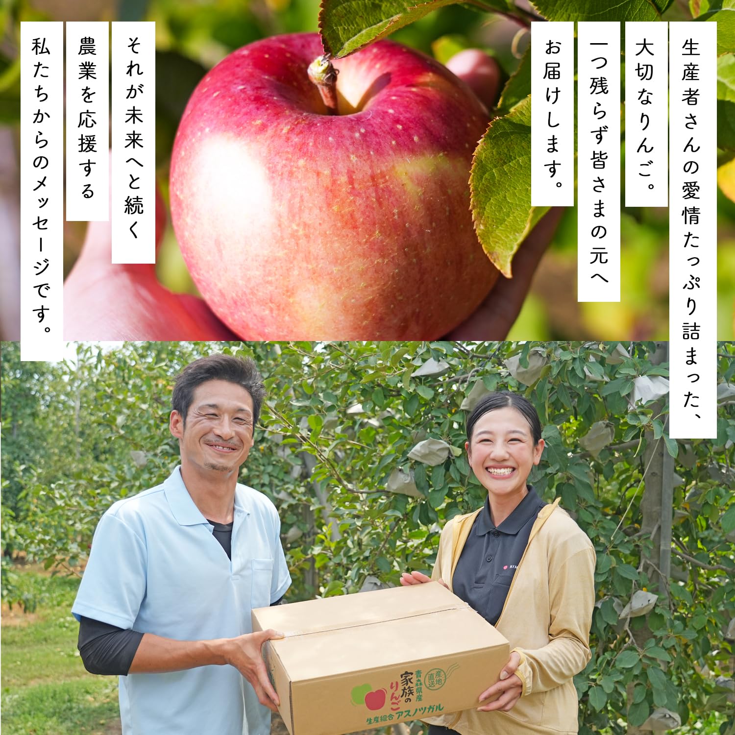 Amazon.co.jp: Aomori Prefecture, Processing Apples, 22.0 lbs (10