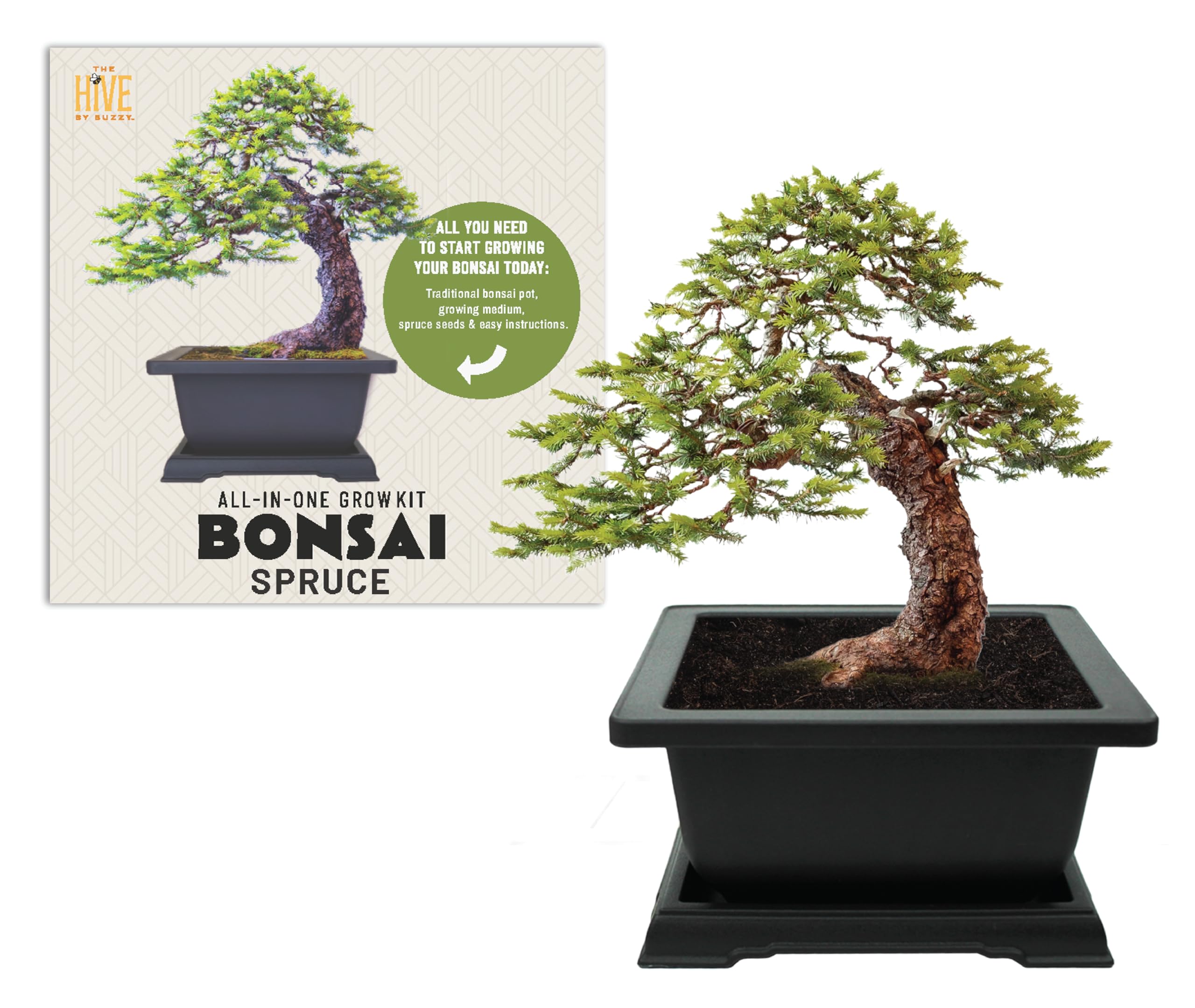 Amazon.com : BUZZY Seeds Bonsai Starter Kit, Norway Spruce, Complete Indoor  Gardening Gift, DIY Mini Tree Project, Soothing Indoor Hobby for Home or  Office, Fun Stocking Stuffer, Housewarming Present : Patio, Lawn