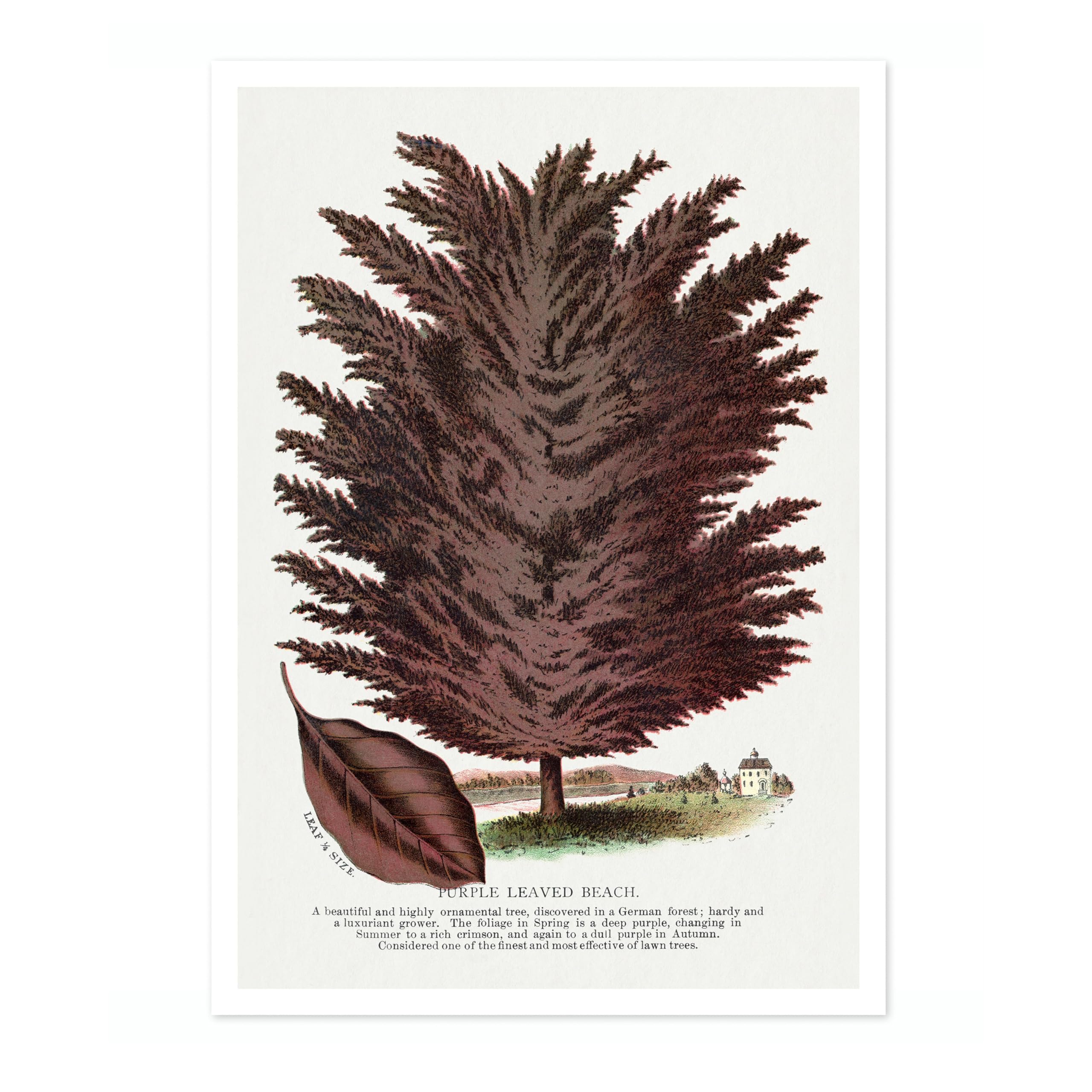 Purple Leaved Beech Vintage Botanical Tree Poster, Nature Home Decor Wall Art, Retro Encyclopedia Illustration, Archival Matte, A3 (Print Only) - 42x29.7cm โ image 1