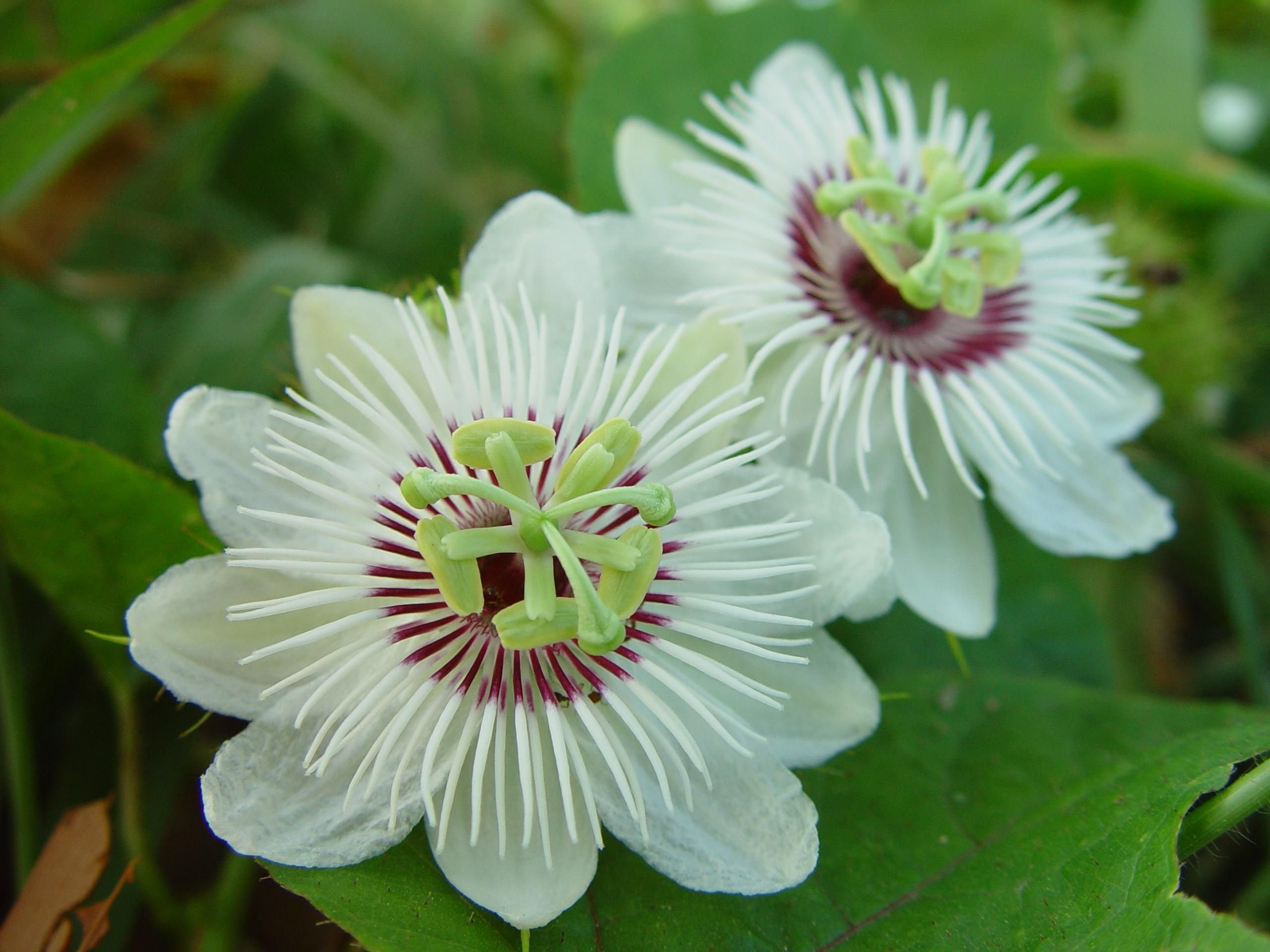 BISWAS PLANTS HOUSE Live Good Looking White Rakhi/Passion Flower (Passiflora Incarnata) Flower Live Plant (Pack Of-1 Healthy Plant) WB71 (B0D4R43BL7) Amazon Price History, Amazon Price Tracker