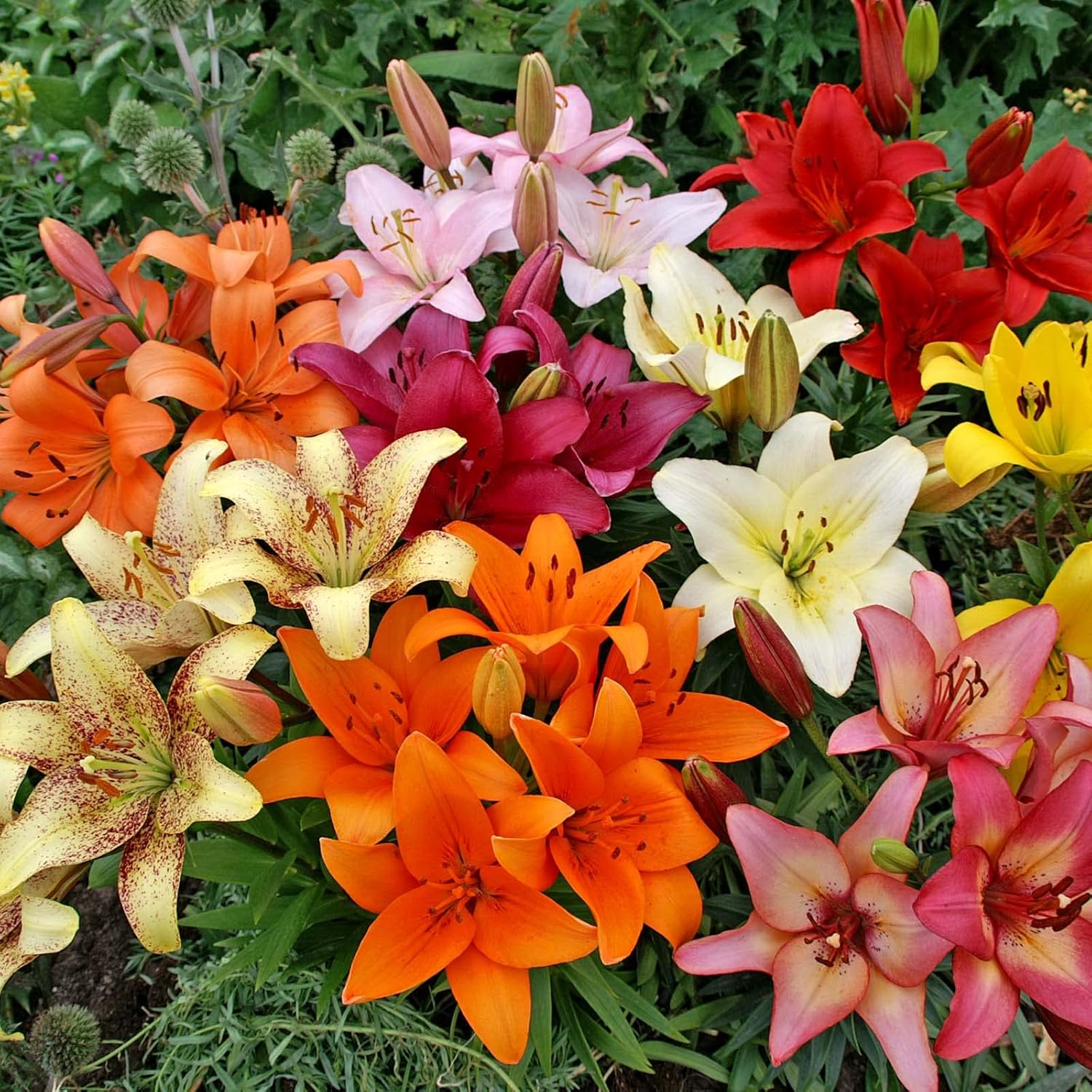 Asiatic Lily Mix -10 Perennial Flower Bulbs