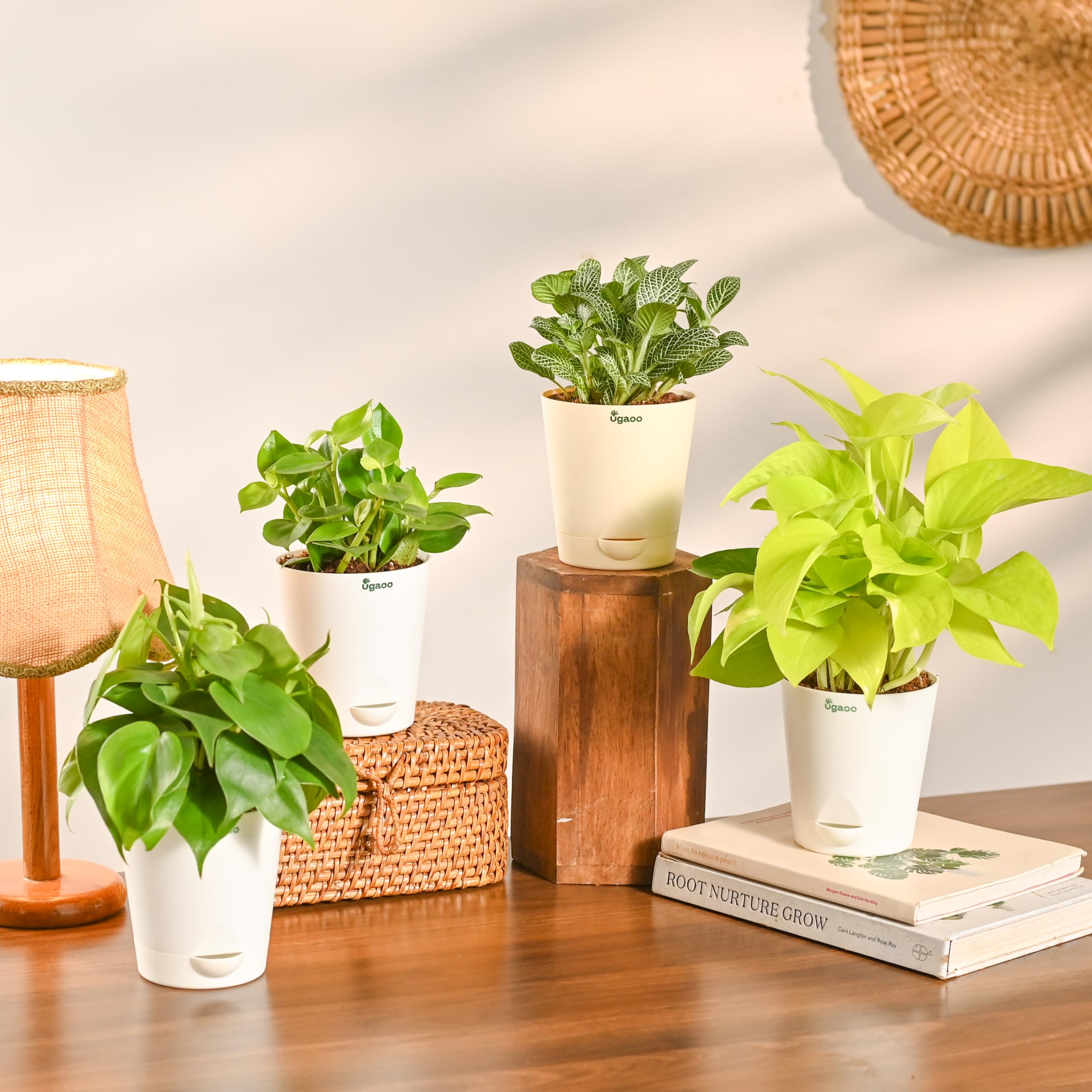 Ugaoo Areca Palm - XL Live Plant with Self-Watering Pot -7 Ugaoo Areca Palm - XL Live Plant with Self-Watering Pot -7