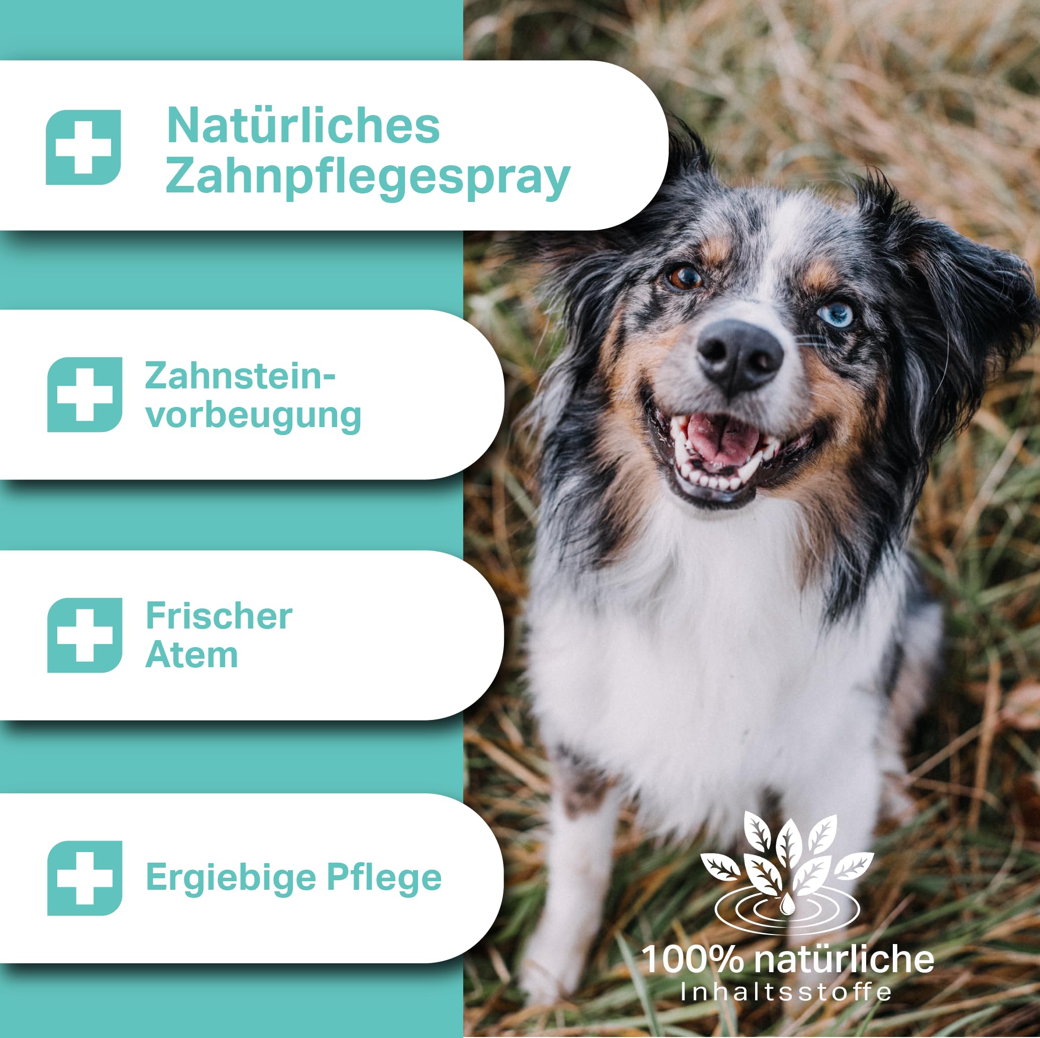 MEDIDOG Dental Fresh & Clean Dentalspray – Neue REZEPTUR - XL Packung 250ml – Zahnpflege für Hunde – Zahnsteinvorbeugung – frischer Atem