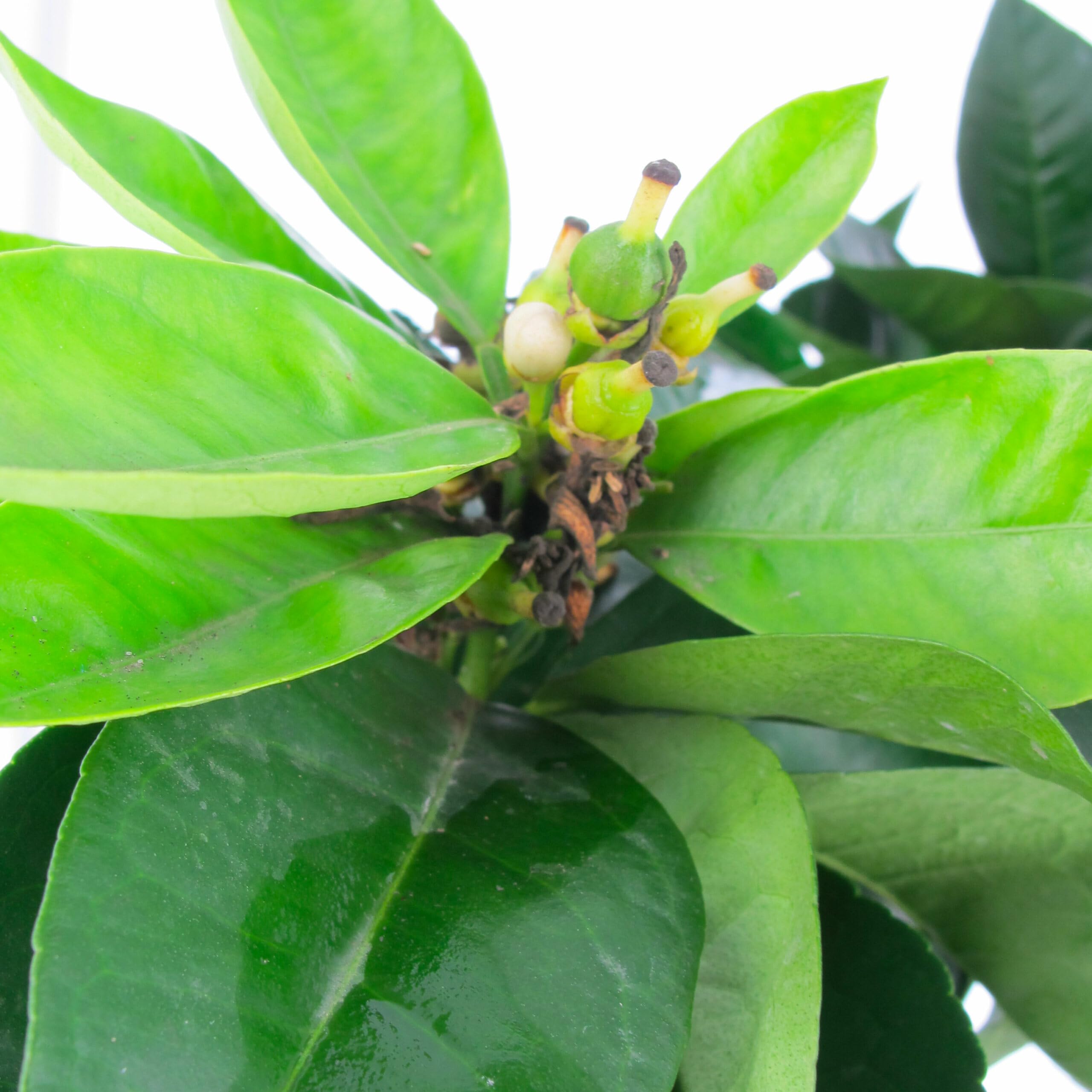 KENTIS - Oranger Doux - Citrus Sinensis - Prawdziwe Rośliny Cytrusów - Ogrodowe drzewa owocowe - Roślina zewnętrzna - H 70-80 cm Doniczka Ø 20 cm