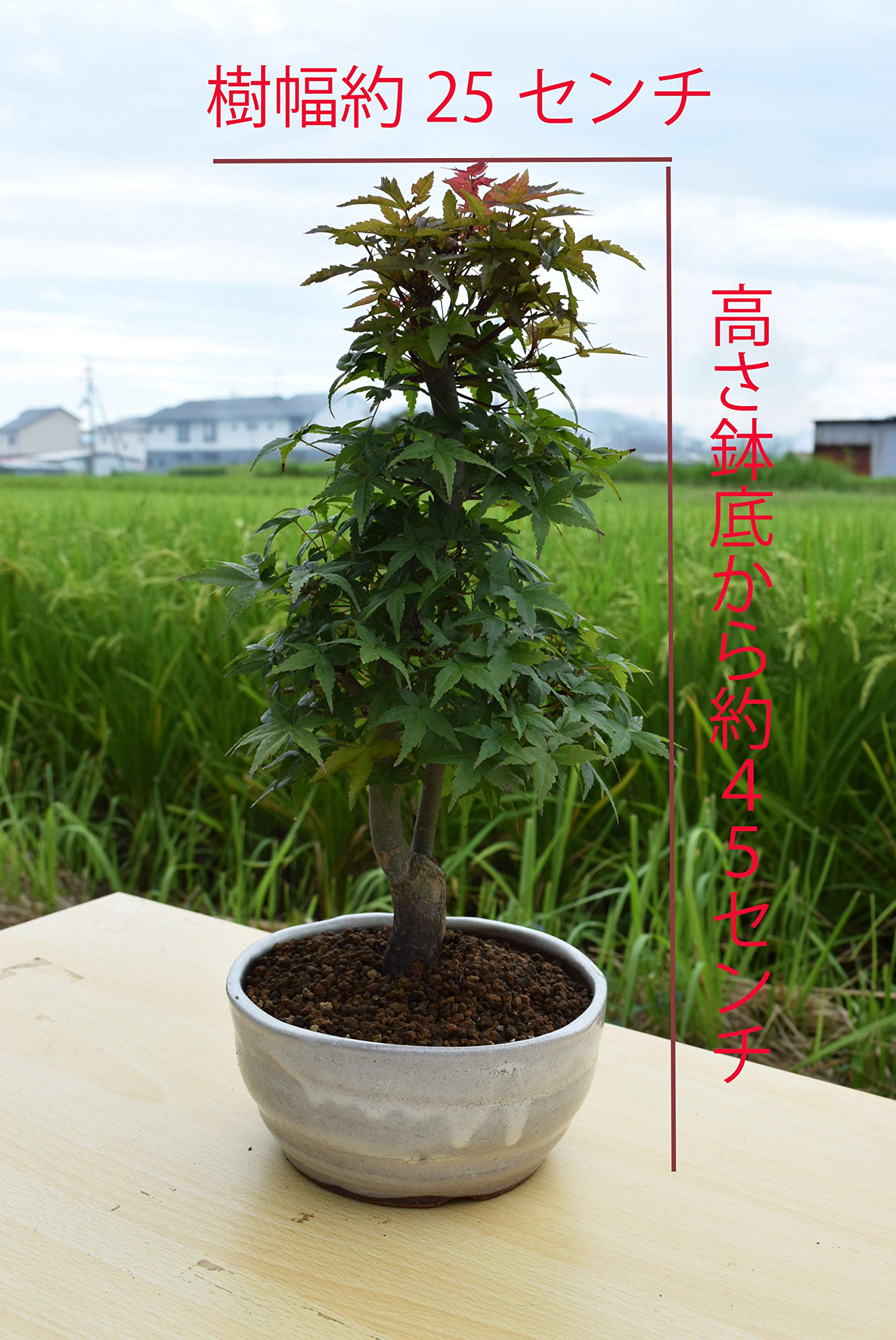 Amazon.co.jp: モミジ鉢植え紅葉盆栽1鉢 信楽鉢植え 出猩々もみじ盆栽