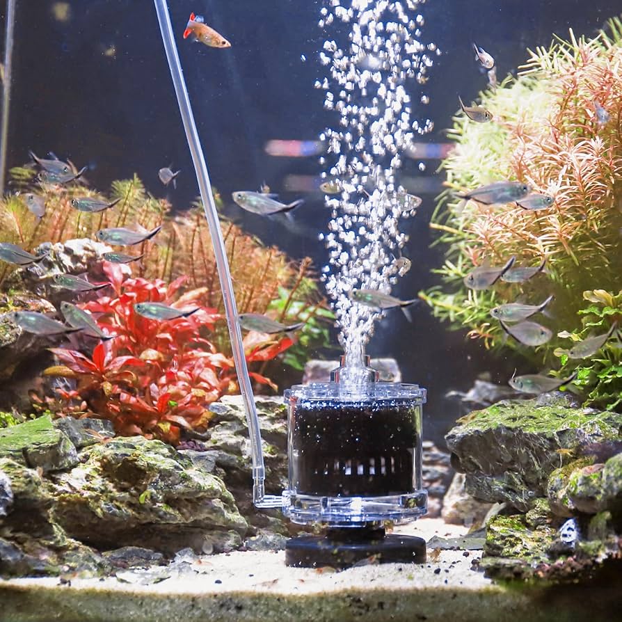 Fish Tank Setup With Sponge Filter: Ultimate Guide for Crystal Clear Water