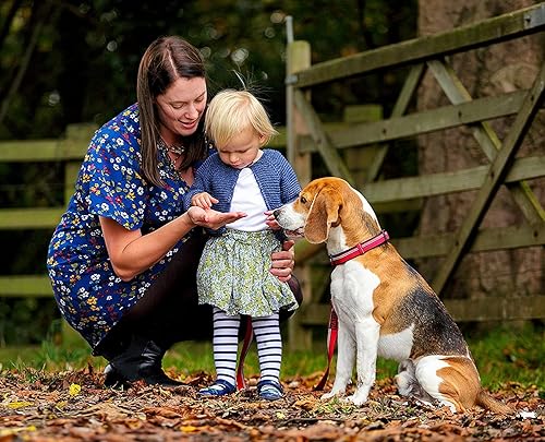 Vista 17 de HALTI - Collar cómodo acolchado de nailon y neopreno, reflectante, fácil de colocar y usar. Diseño colorido de dos tonos, adecuado para perros