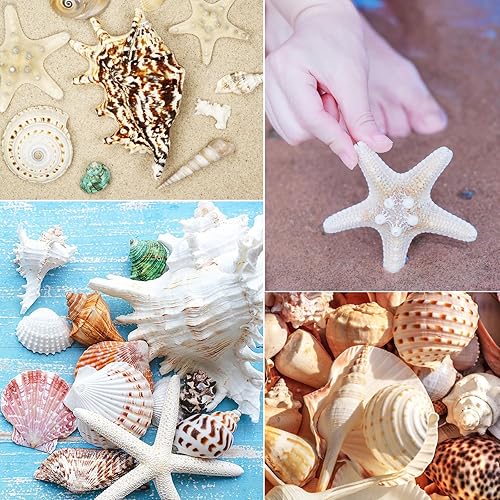 Miniatura 4 de 24 conchas marinas grandes, conchas marinas mixtas, conchas de mar de varios tamaños, conchas naturales para pecera, playa, fiesta temática de