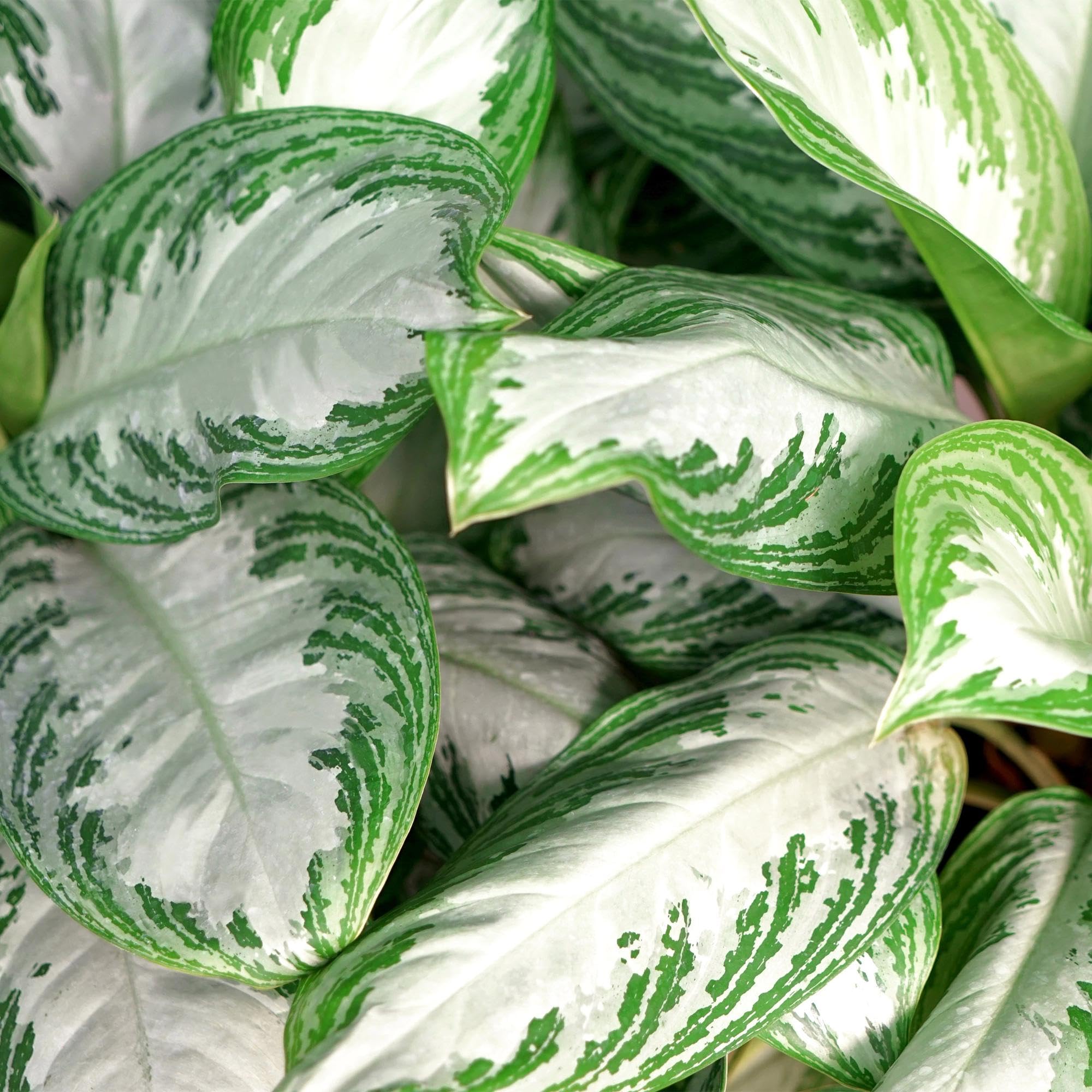 Aglaonema Silver Bay – 17cm – Höhe 70-75cm – Pflegeleichte silber – grüne Zimmerpflanze mit dekorativem Blattmuster für Wohnräume und Büro 1