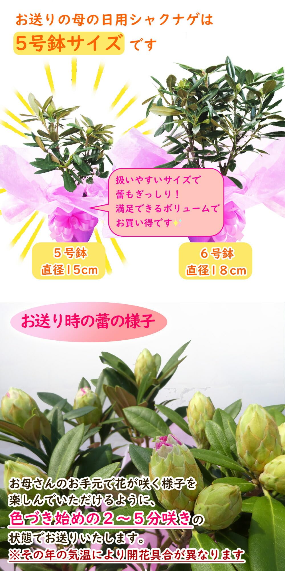 Amazon｜【 早割 】 母の日ギフト「西洋 シャクナゲ ドック 5号鉢
