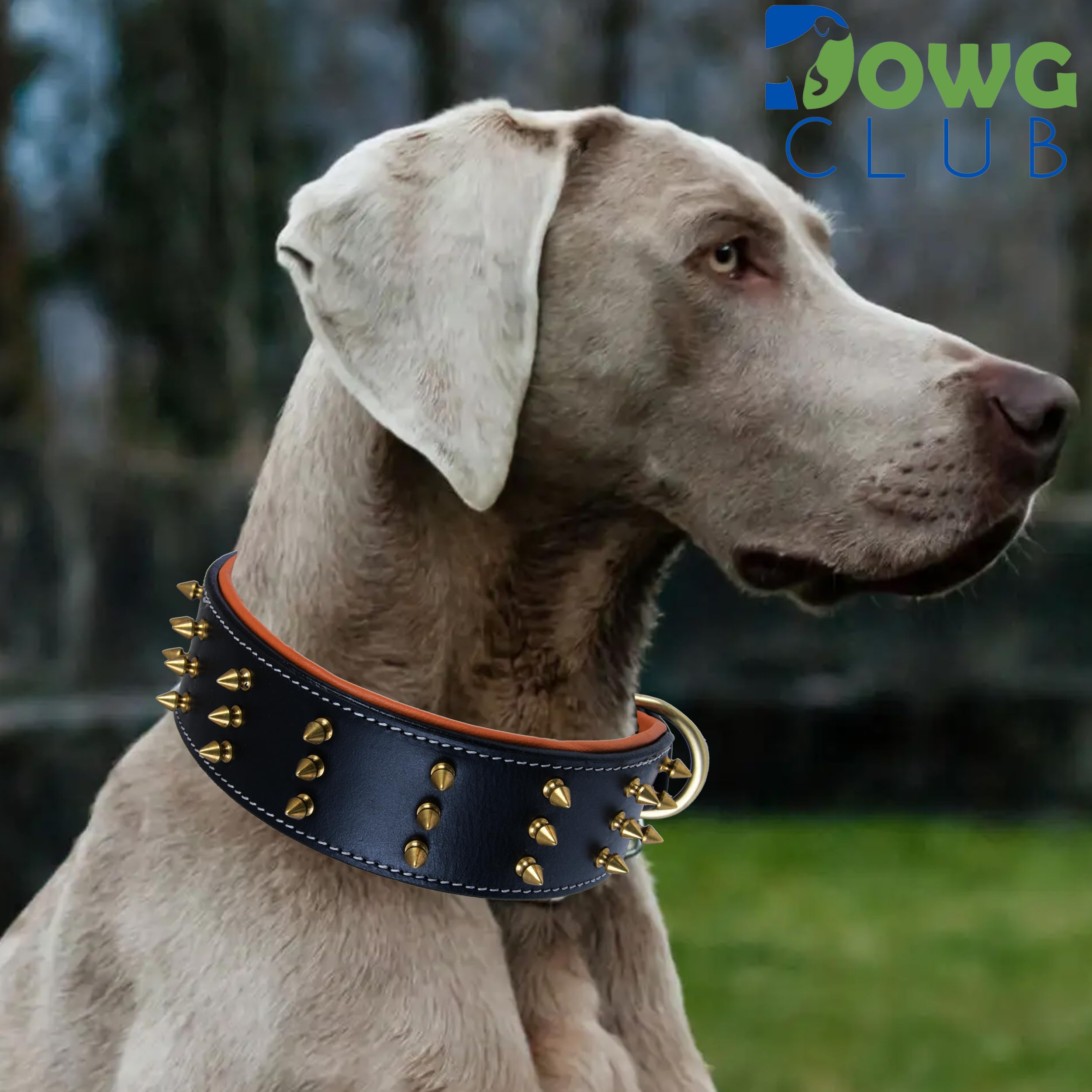 Collar de Cuero con Pinchos para Perros Grandes, Collar de 5 cm de Ancho para Perros Grandes, Collar de Perro Negro, auténtico, de Grano Completo, Resistente, cómodo, Acolchado, (L (para