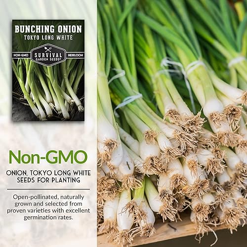Miniatura 2 de Survival Garden Seeds - Semilla de cebolla blanca larga de Tokio para plantar - Paquete con instrucciones para plantar y cultivar cebollas verdes