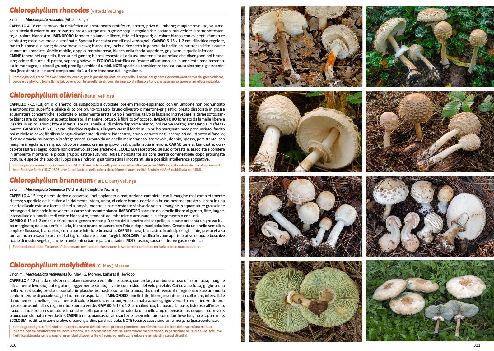 Funghi in Italia. Guida pratica alla ricerca e al riconoscimento