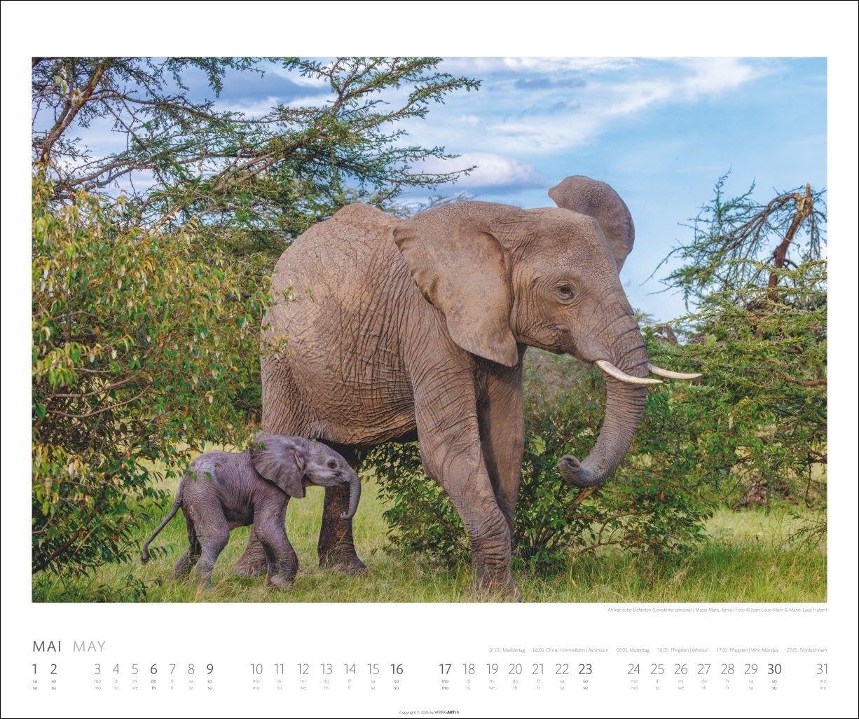 Elefanten Kalender 2027: Die sanften Riesen Afrikas, porträtiert in einem großen Wand-Kalender. Hochwertiger Fotokalender voll beeindruckender Aufnahmen. 55 x 46 cm Querformat