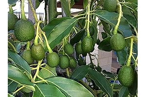 Dwarf Avocado Tree: Bring the Exotic indoors
