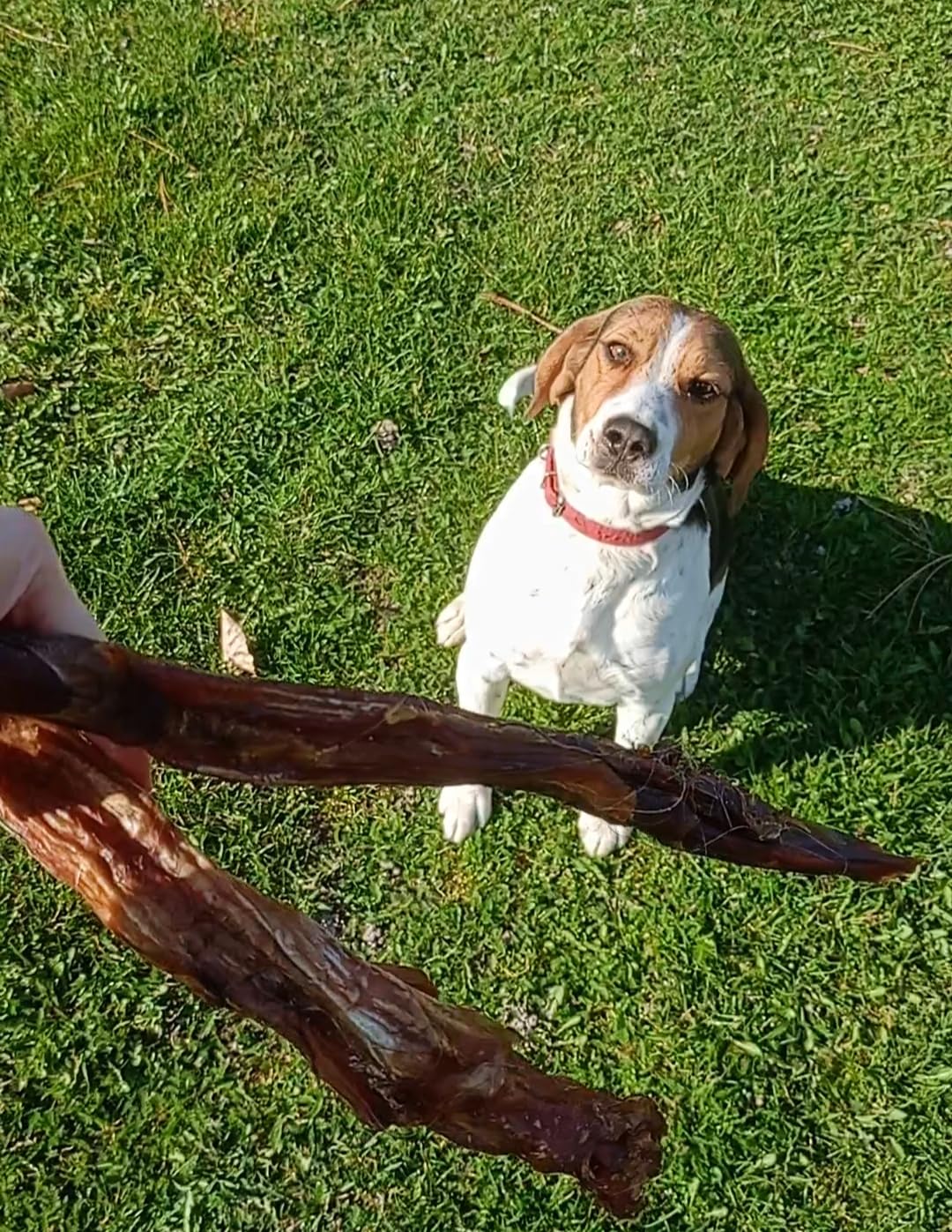 Premium Tenons de bœuf séchés pour chien 1 kg Tendons d'Achille de bœuf Friandise naturelle pour chien
