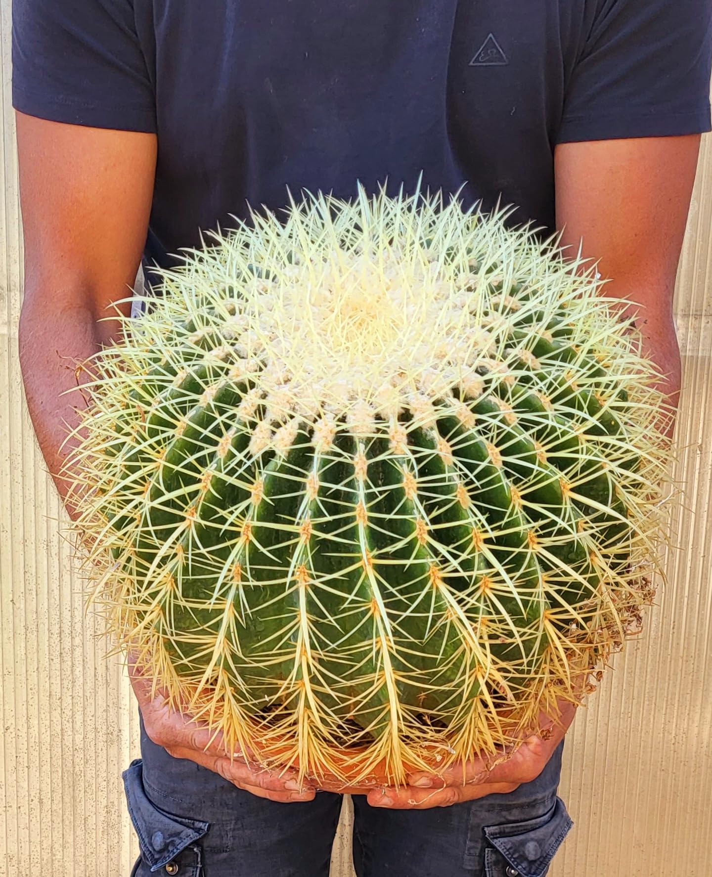 POWERS TO FLOWERS - ECHINOCACTUS GRUSONII XXL, CIOTOLA 27cm, cuscino della suocera, pianta vera