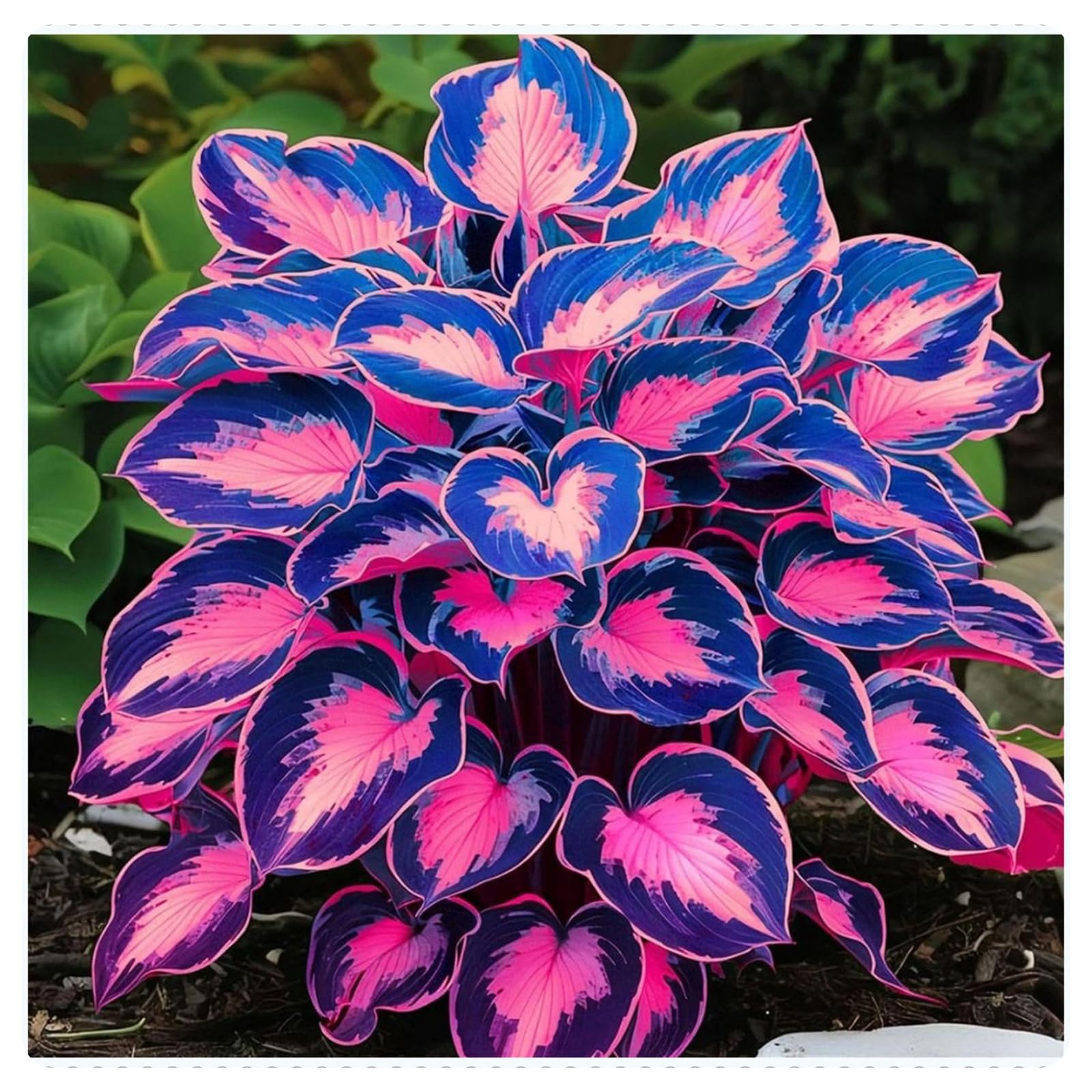 Striking Hosta Bulbs Mix for Planting Now UK/Stunning Ornamentals,Potted-Plants-Rhizome,Midnight Blue,Cold-Tolerant/Perennial,Shade-Tolerant,Excellent Display,Garden.-8Bulbs-G