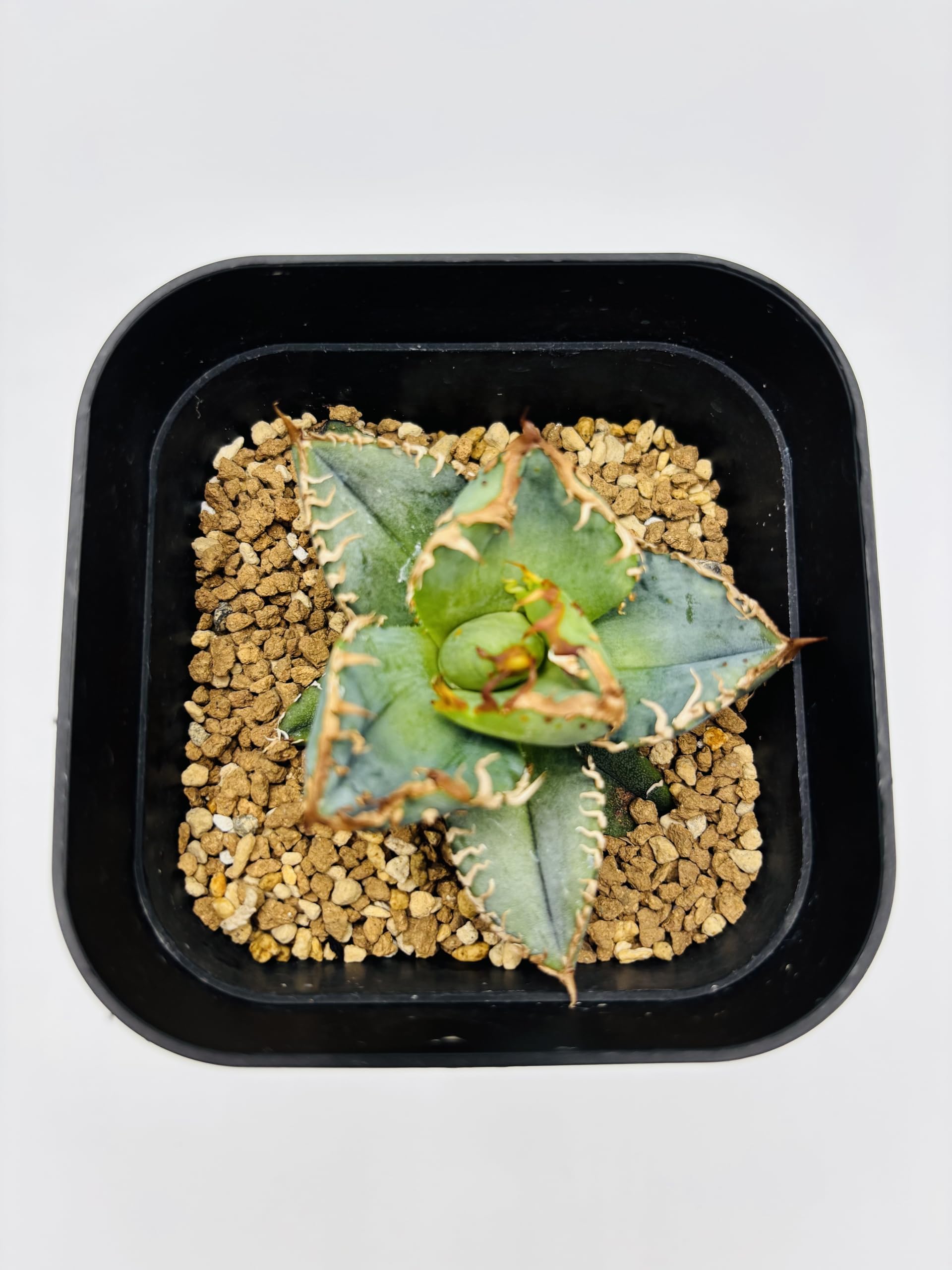 Amazon｜アガベ チタノタ 冰雹/Agave titanota 'Cheetah'/観葉植物