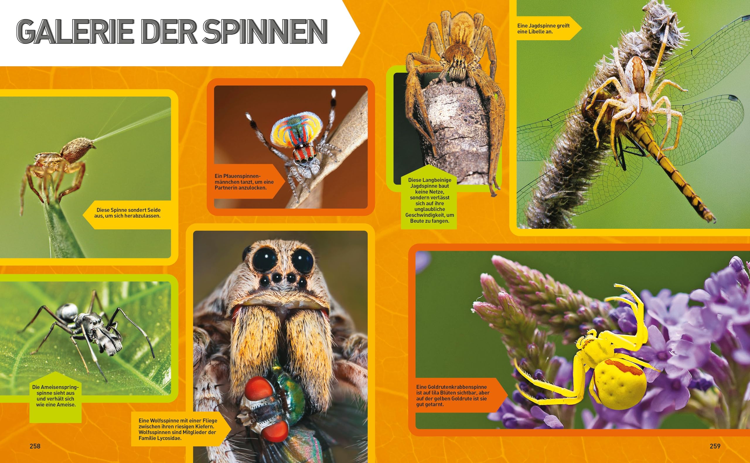 Insekten-Enzyklopädie: Die Wunderwelt von Käfer & Co.: National Geographic Kids