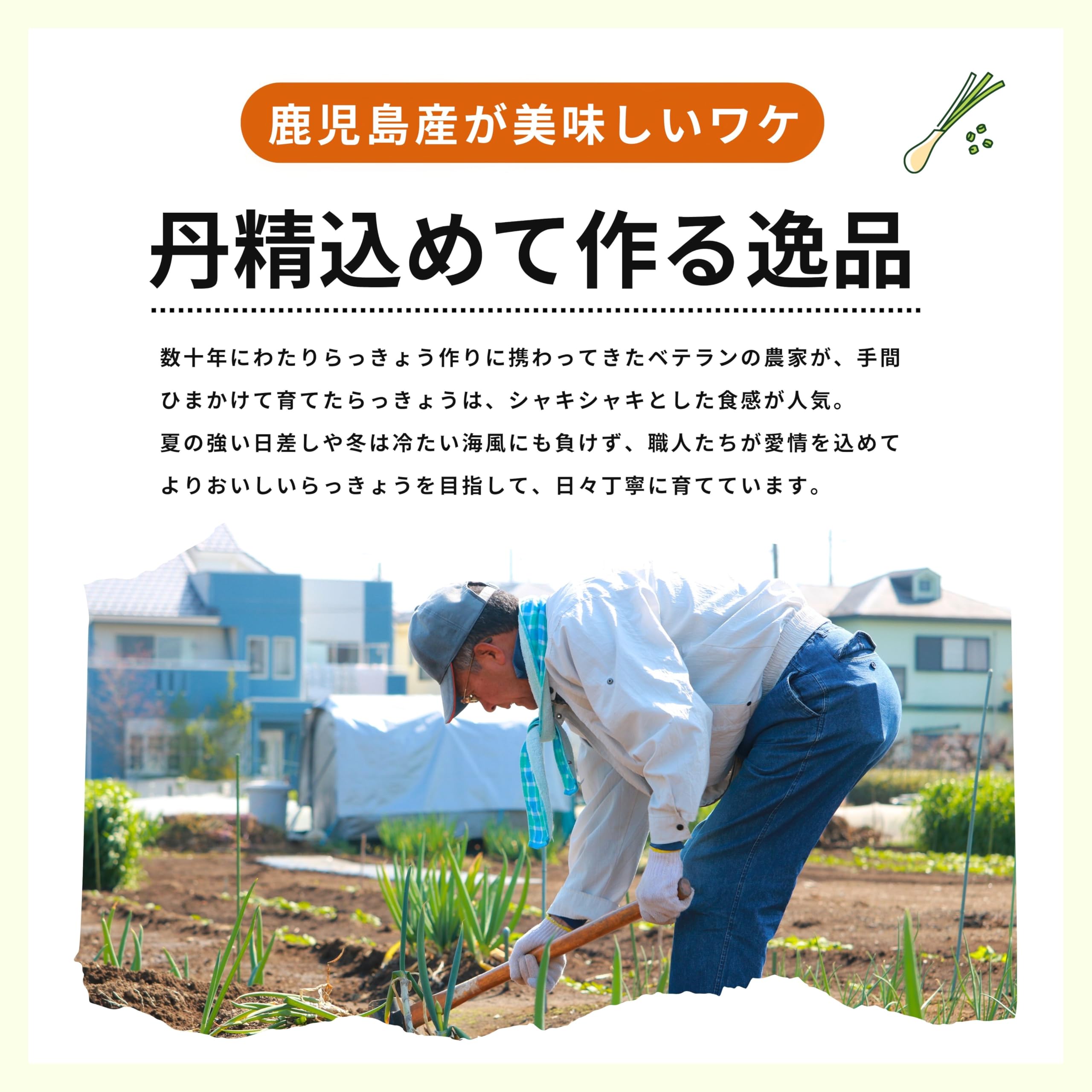 Amazon.co.jp: 鹿児島県産 らっきょう パリッと食感！毎年人気◎国産
