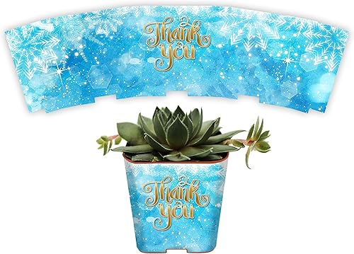 Miniatura 6 de PRODUCT80 Envolturas de suculentas para regalos de boda para macetas de 2 pulgadas, recuerdos de baby shower, fiesta de compromiso, calcomanías para