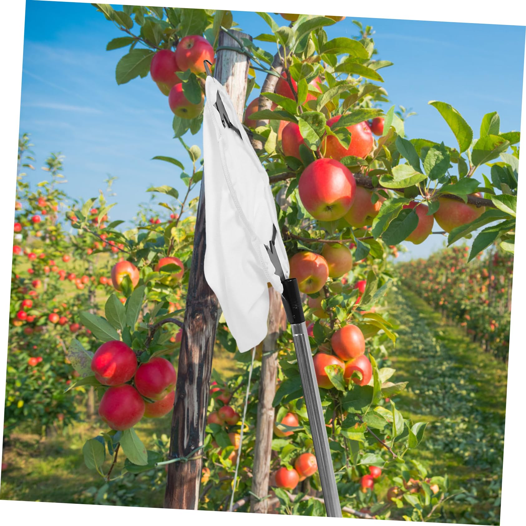iplusmile 1juego Recolector De Frutas Extensible Cesta Padded Herramienta De Recolección De Manzanas y Varilla Ajustable De Árboles Frutales