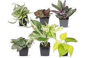 Easy to Grow Houseplants Set (Pack of 6) with Containers